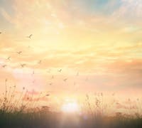 birds at runrise