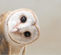 barn owl tilting his head