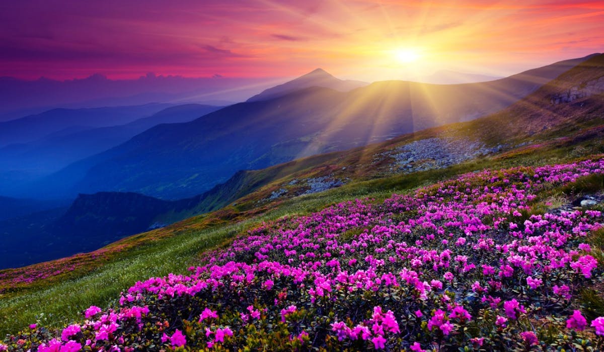 sunrise in a sunflower field