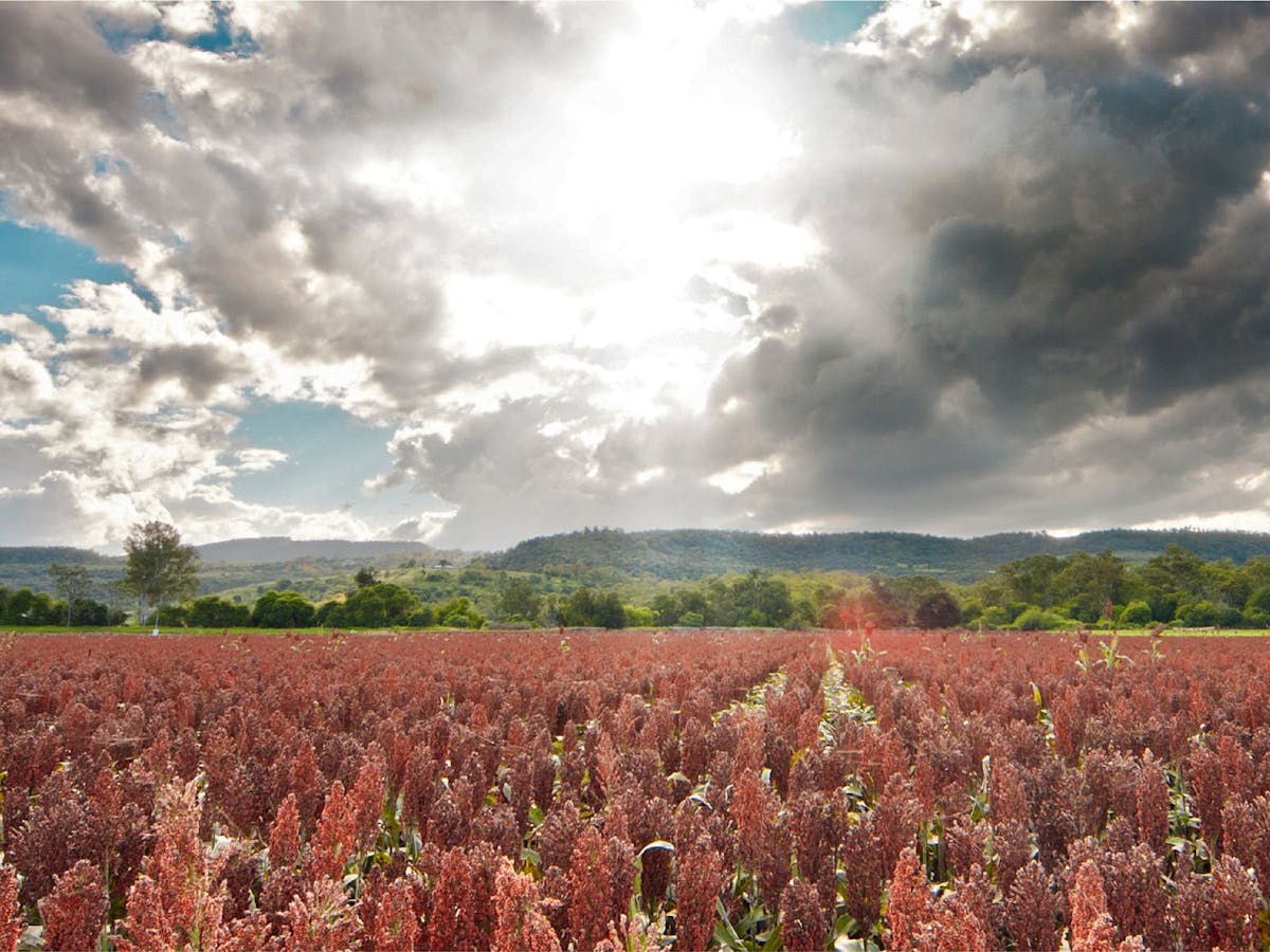 A field of ripe sorghum