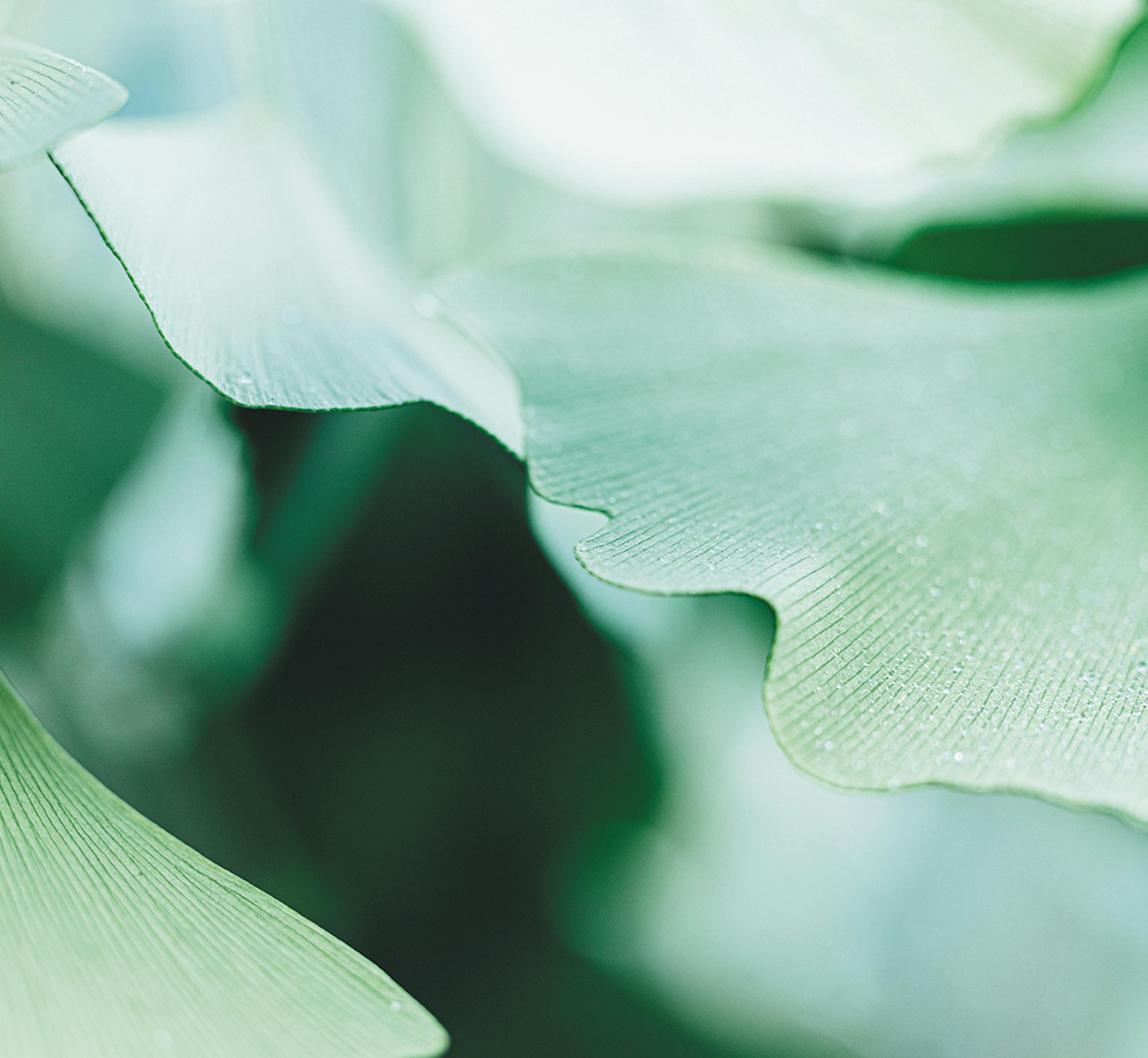 maquette Ginkgo biloba