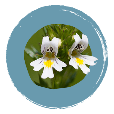 Boiron Homeoptic ingrédients Euphrasia officinalis 