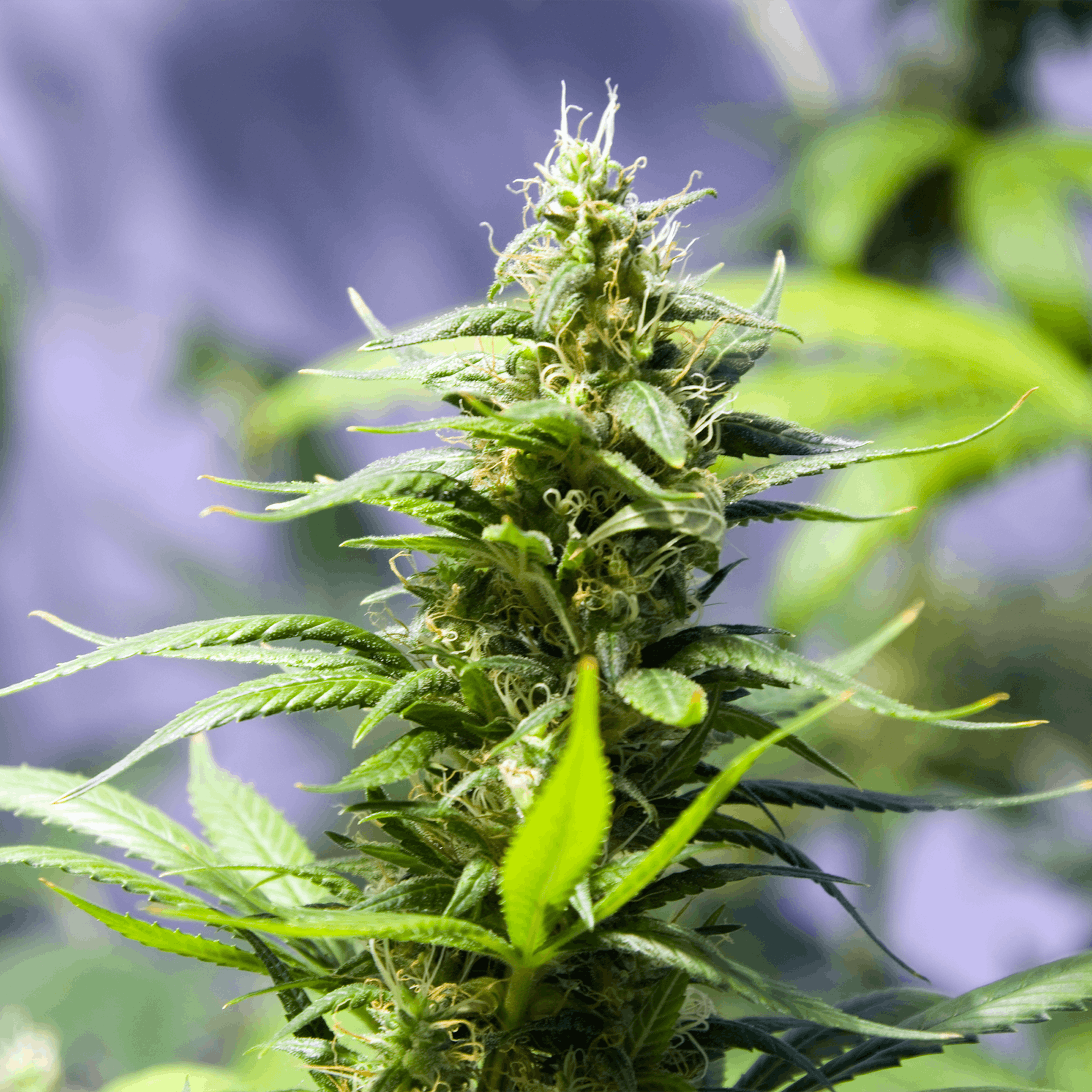 Chanvre Boiron Cannabis