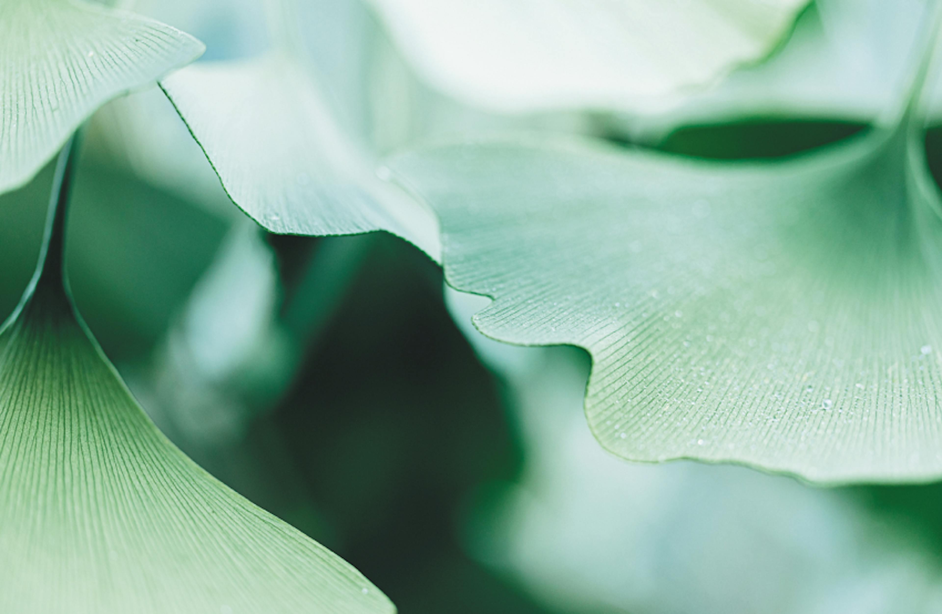 Gingko