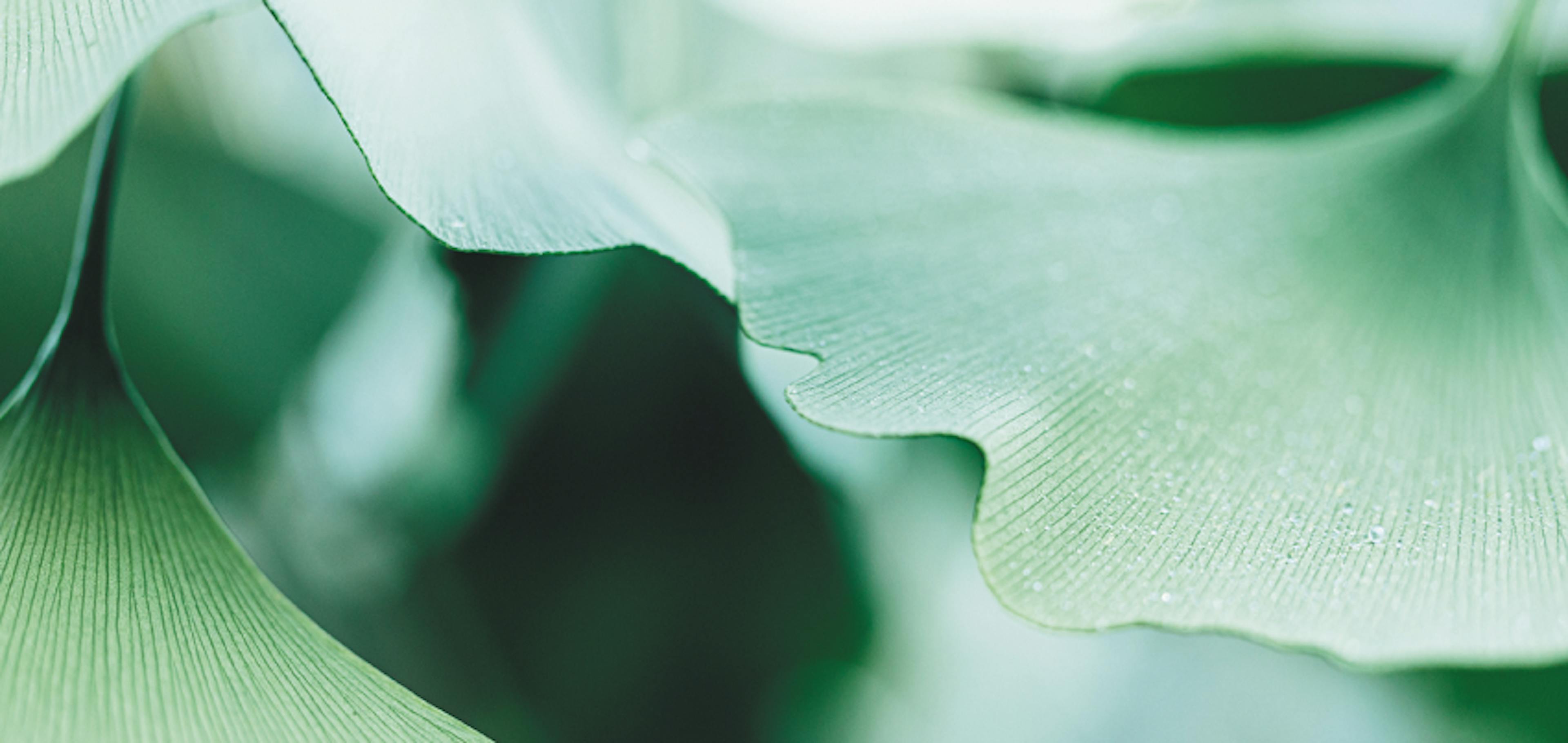 Gingko biloba foglie