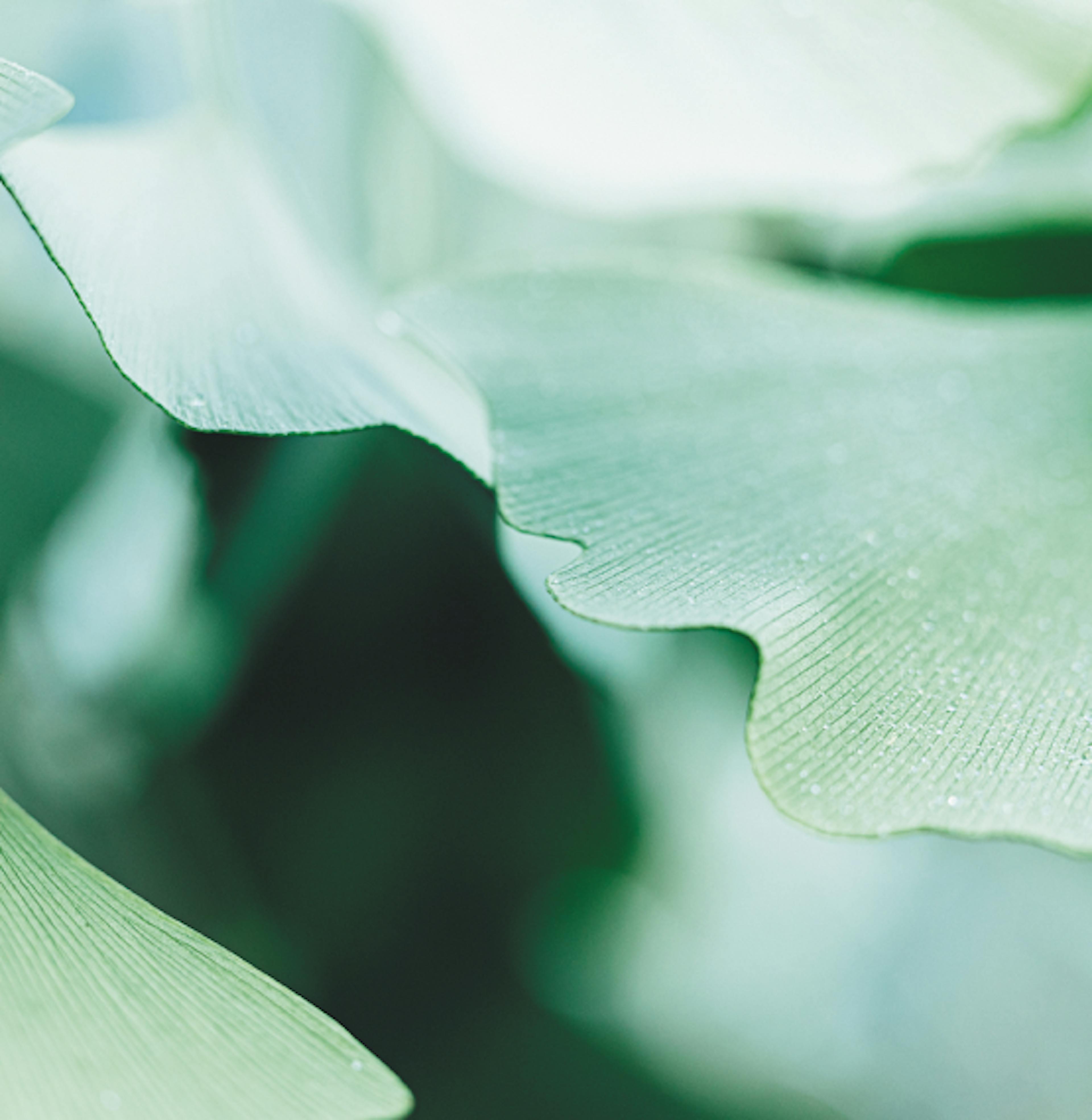 Gingko