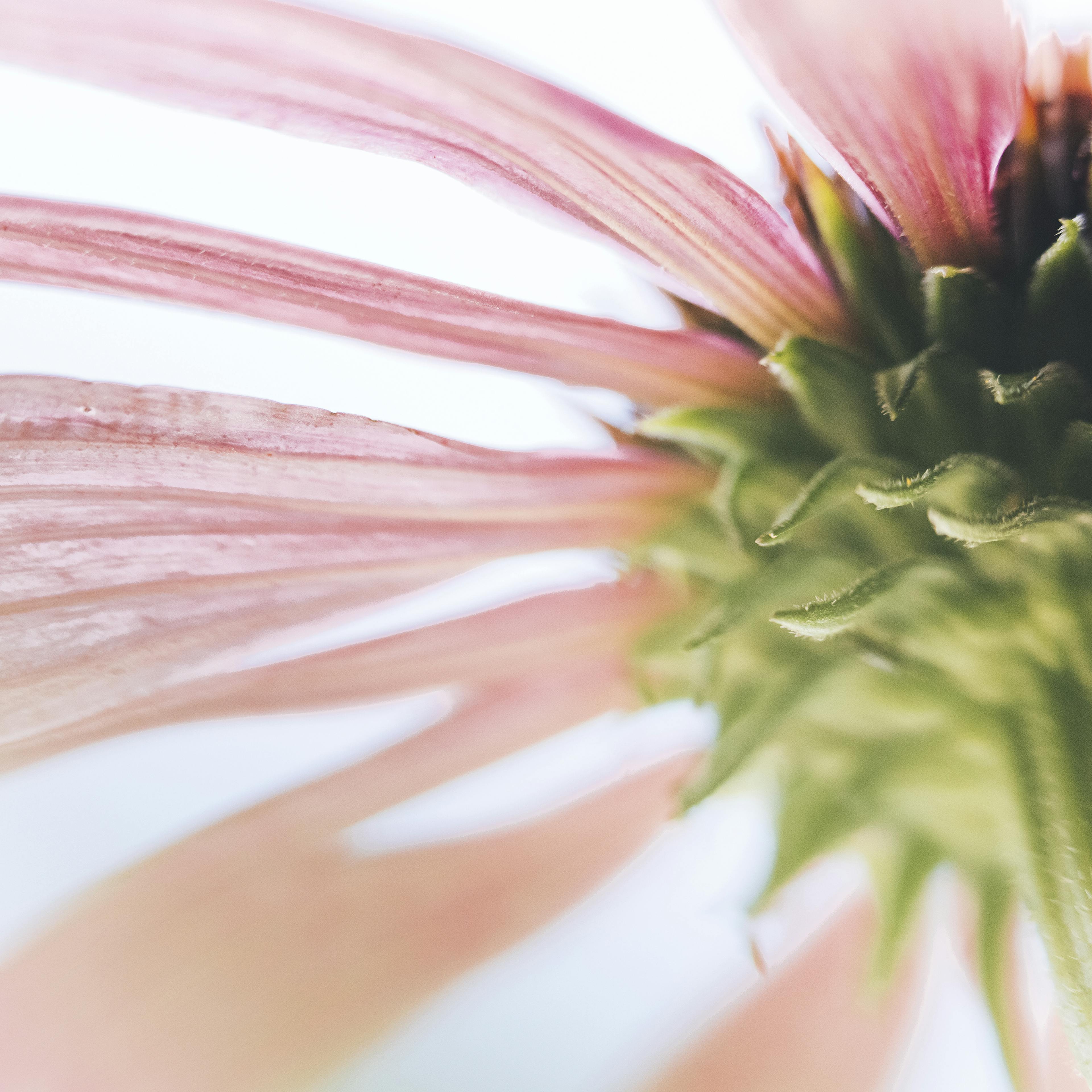 Echinacea fiore