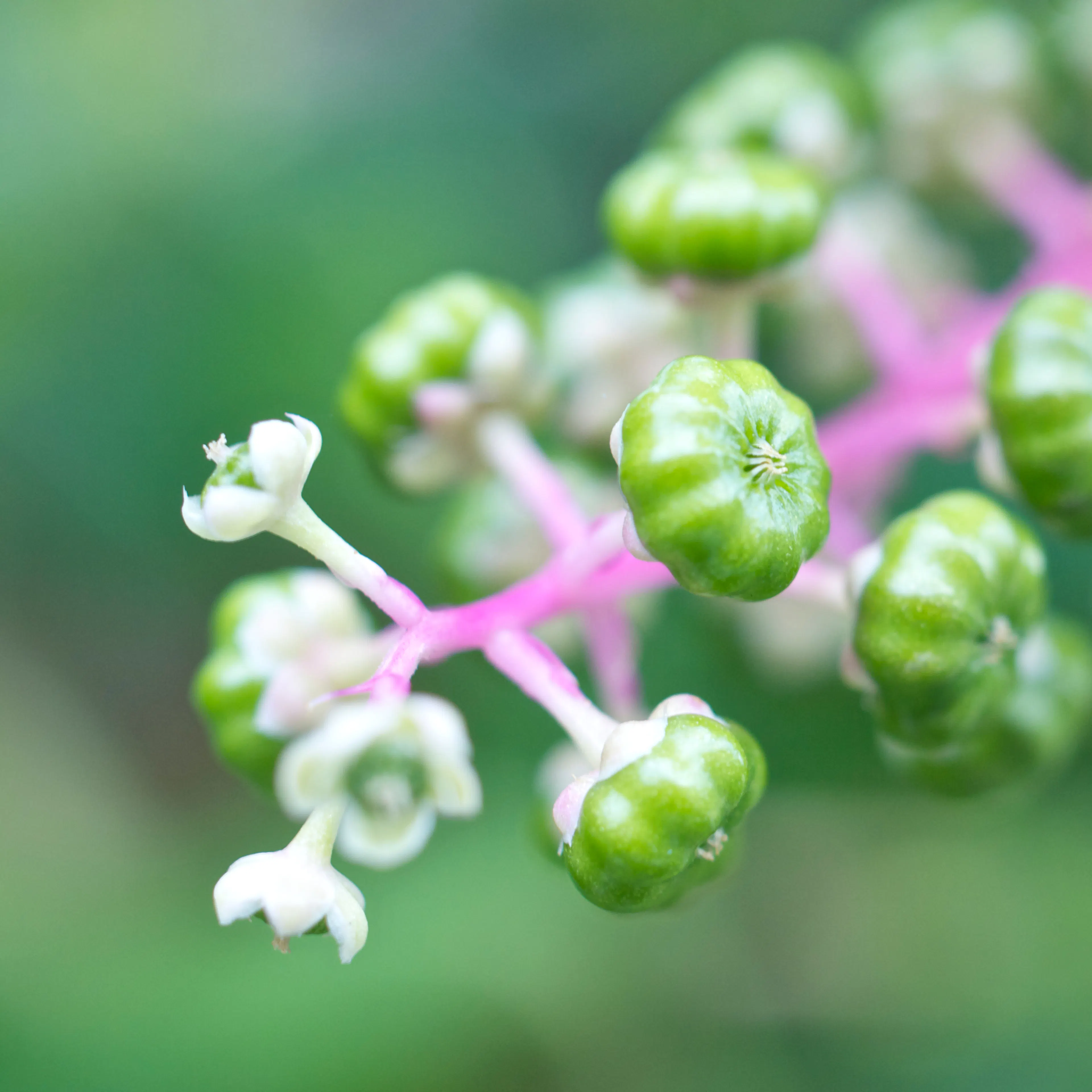 Phytolaque Laboratoires Boiron