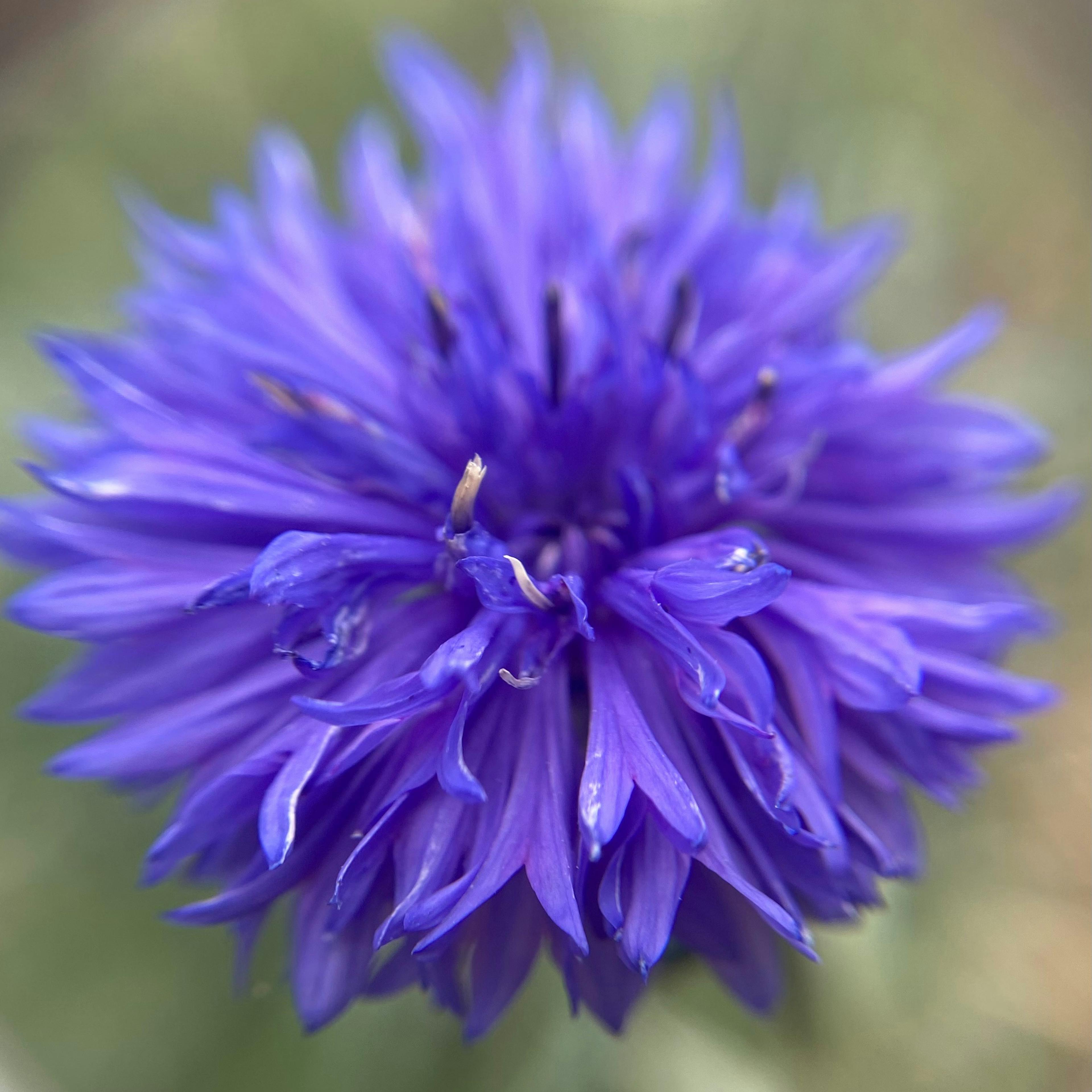 Bleuet, une jolie fleur vertueuse