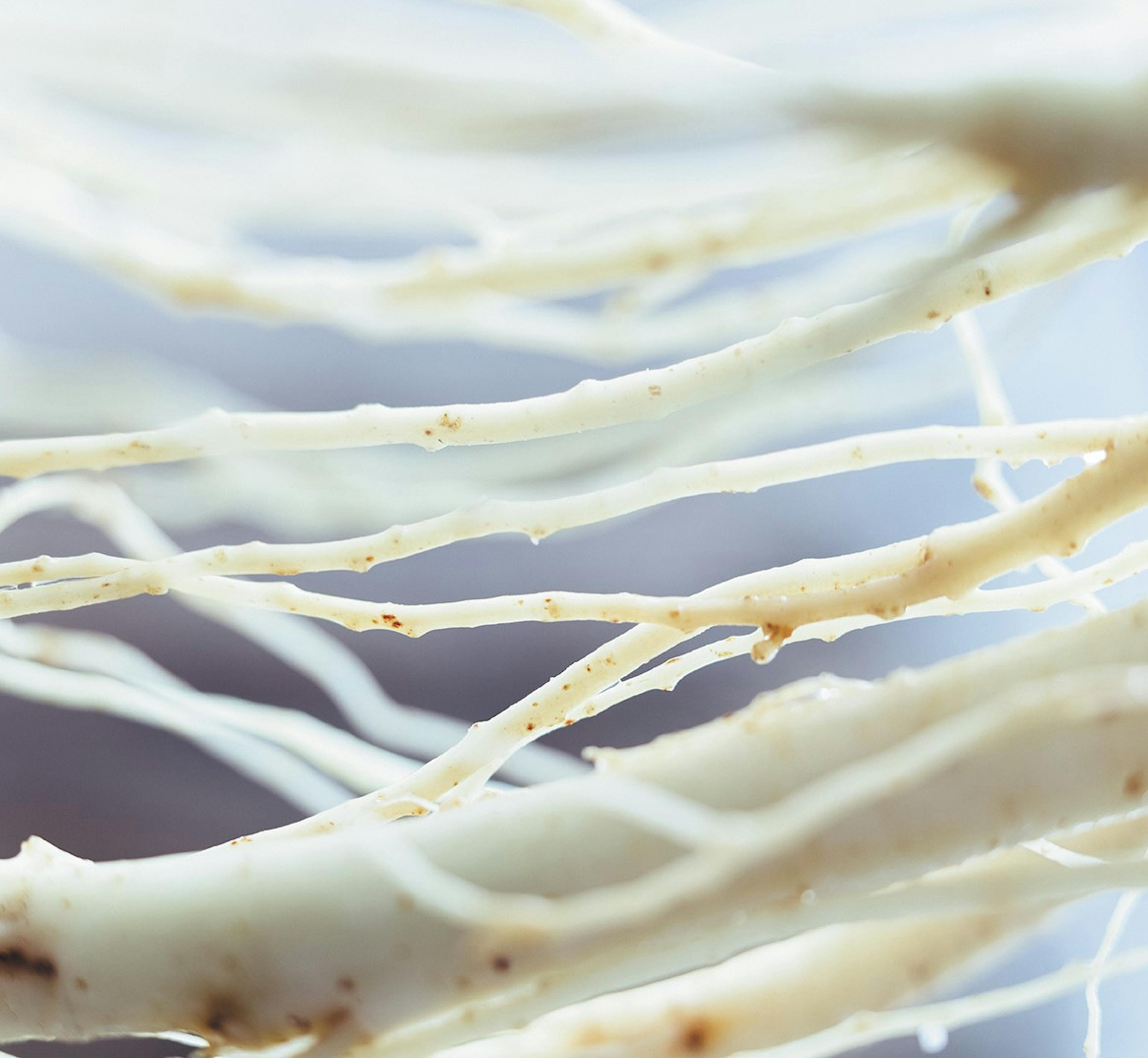 ginseng souche homéopathie