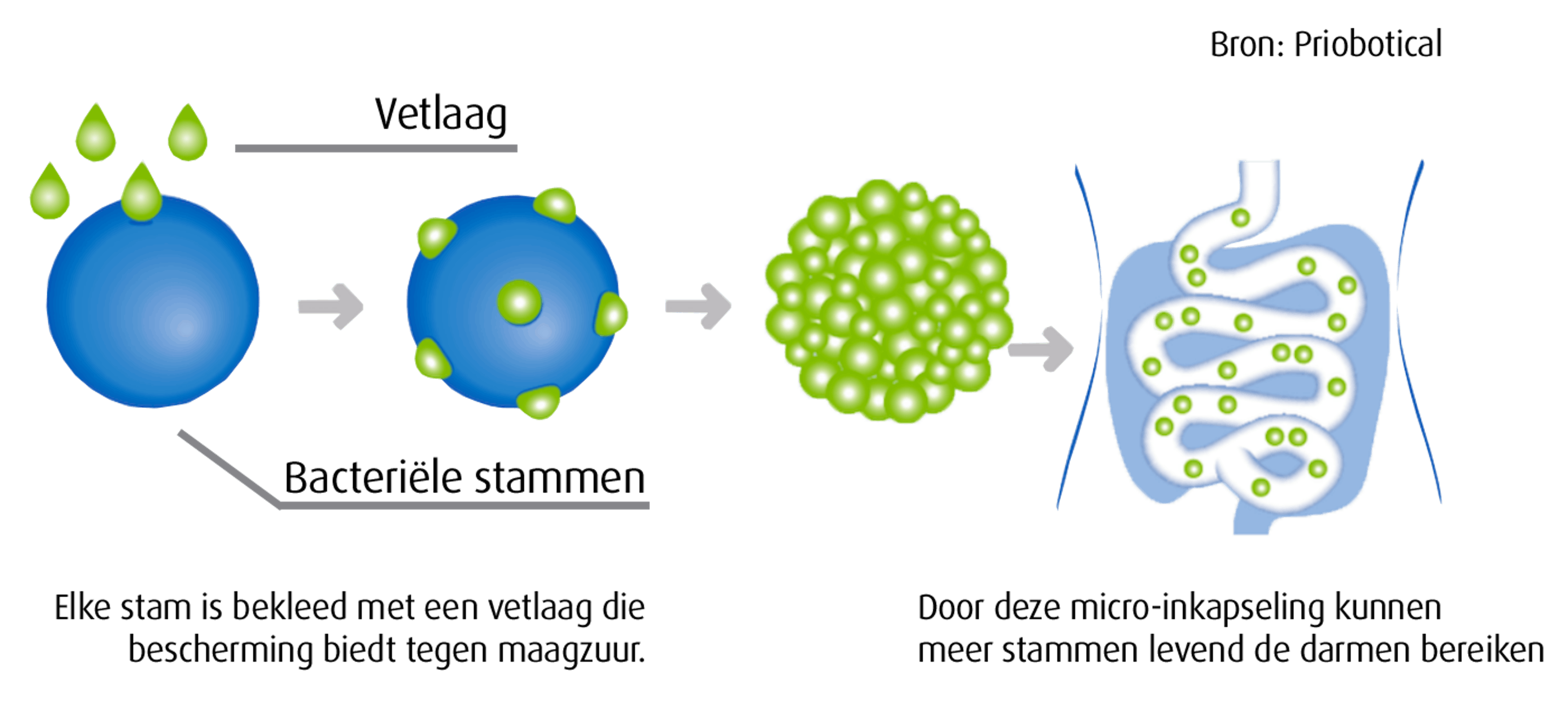 Boiron Osmobiome micro-inkapseling schema