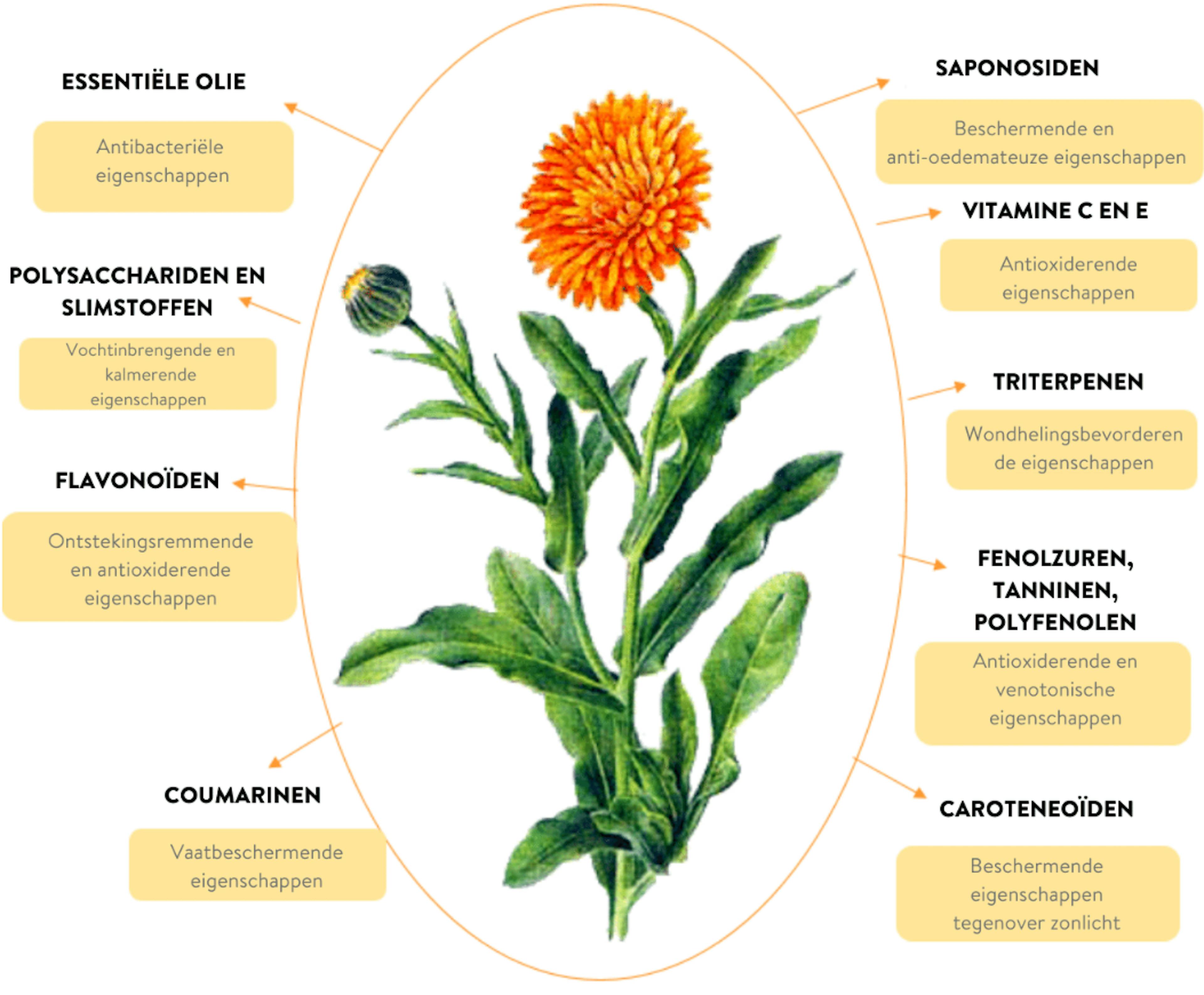 schema calendula