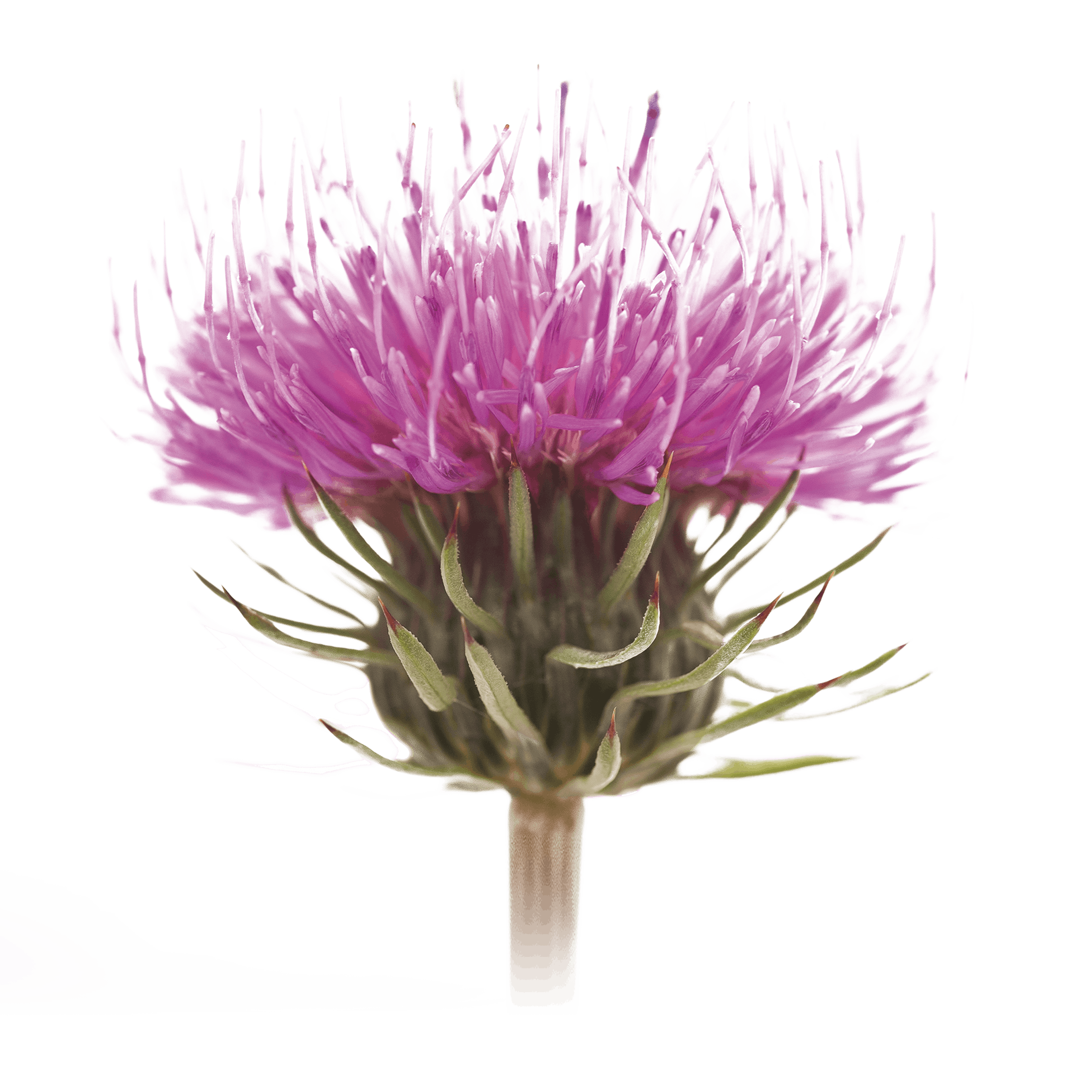 bardana particolare corolla fiore