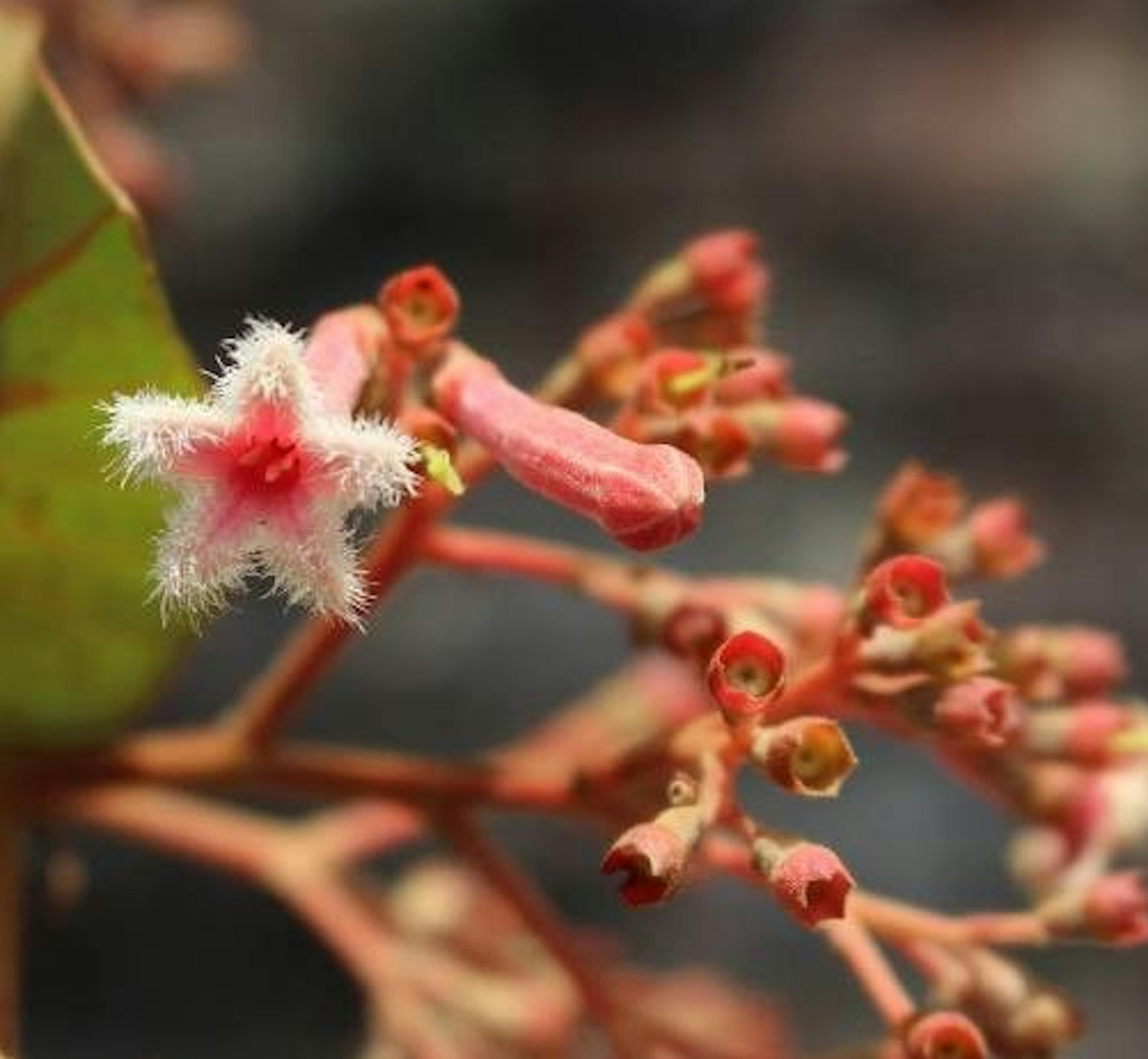 quinquina rouge