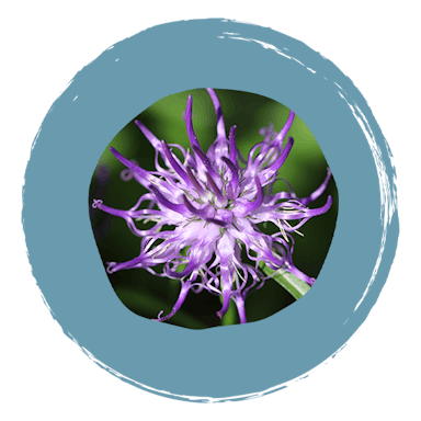 Boiron harpagophytum ingrédients