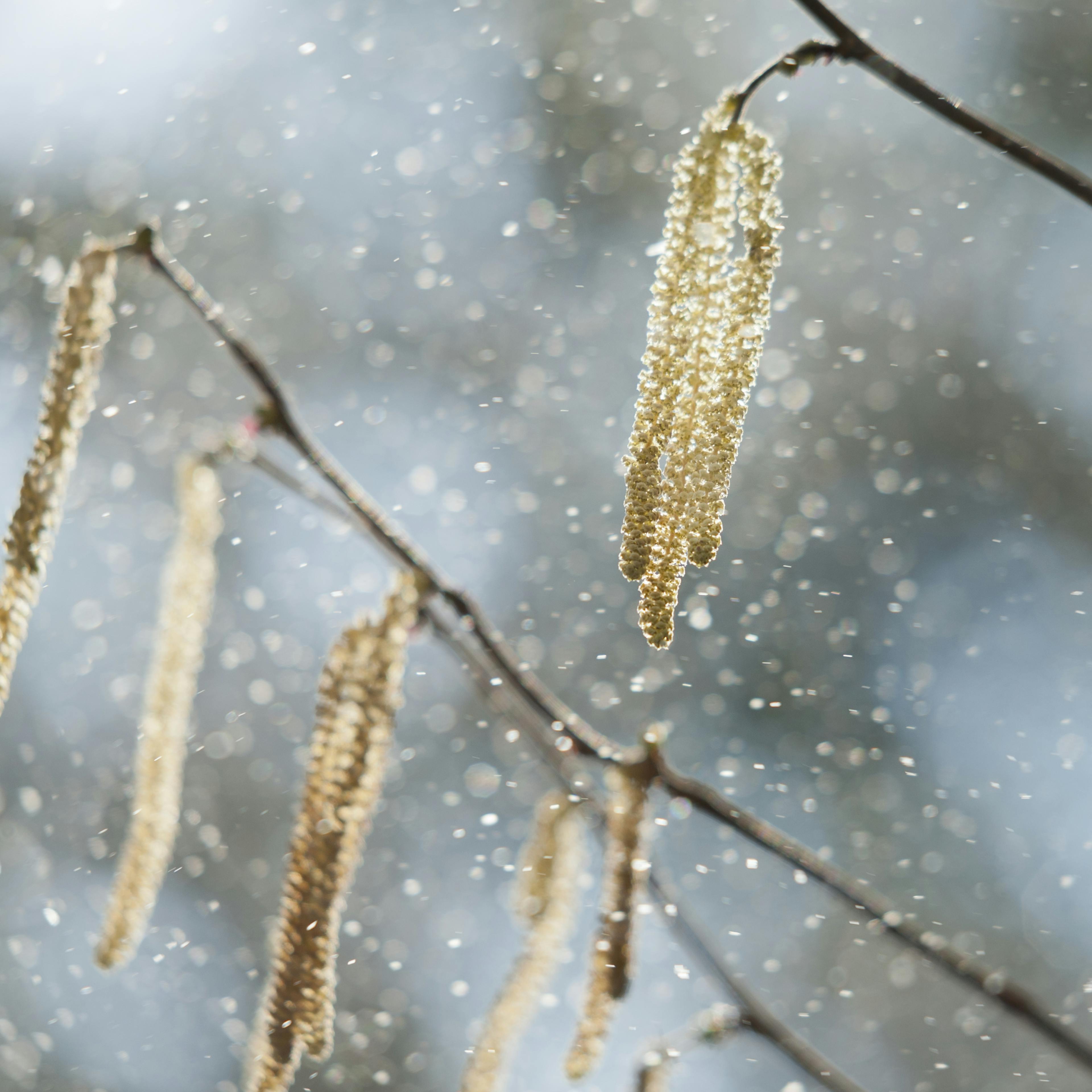 allergies pollens homéopathie