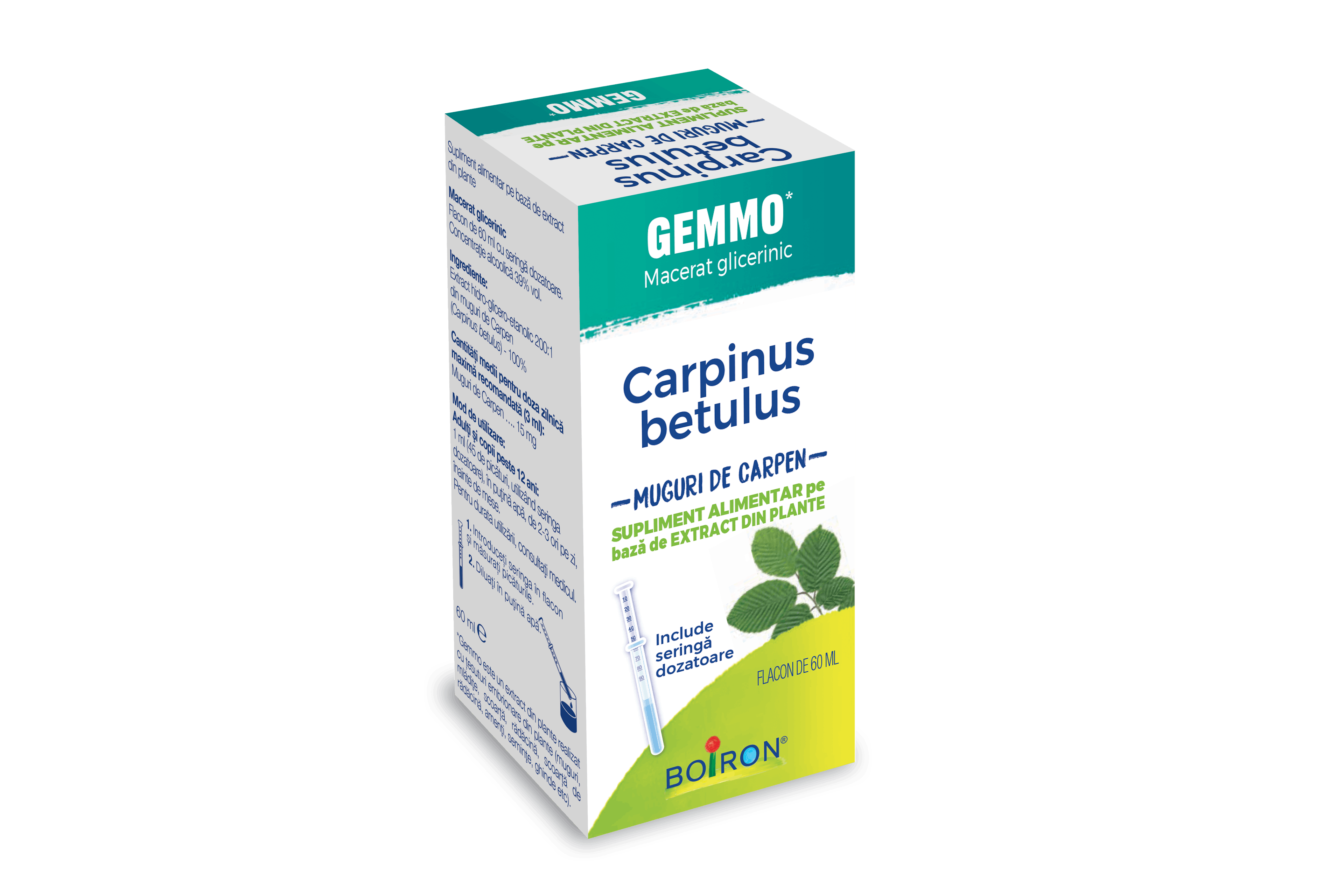 Carpinus betulus - MUGURI DE CARPEN