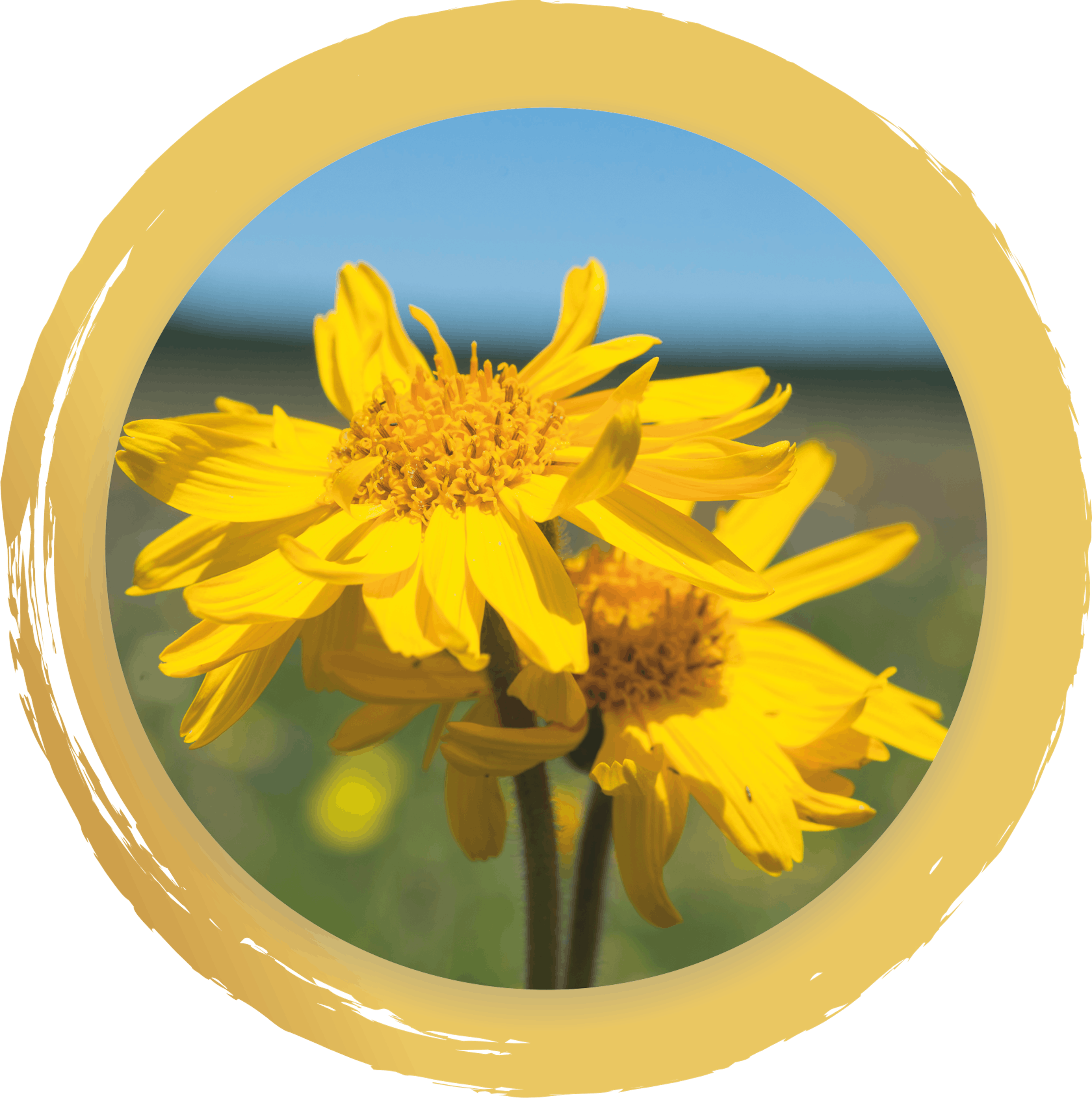 Arnica montana Boiron