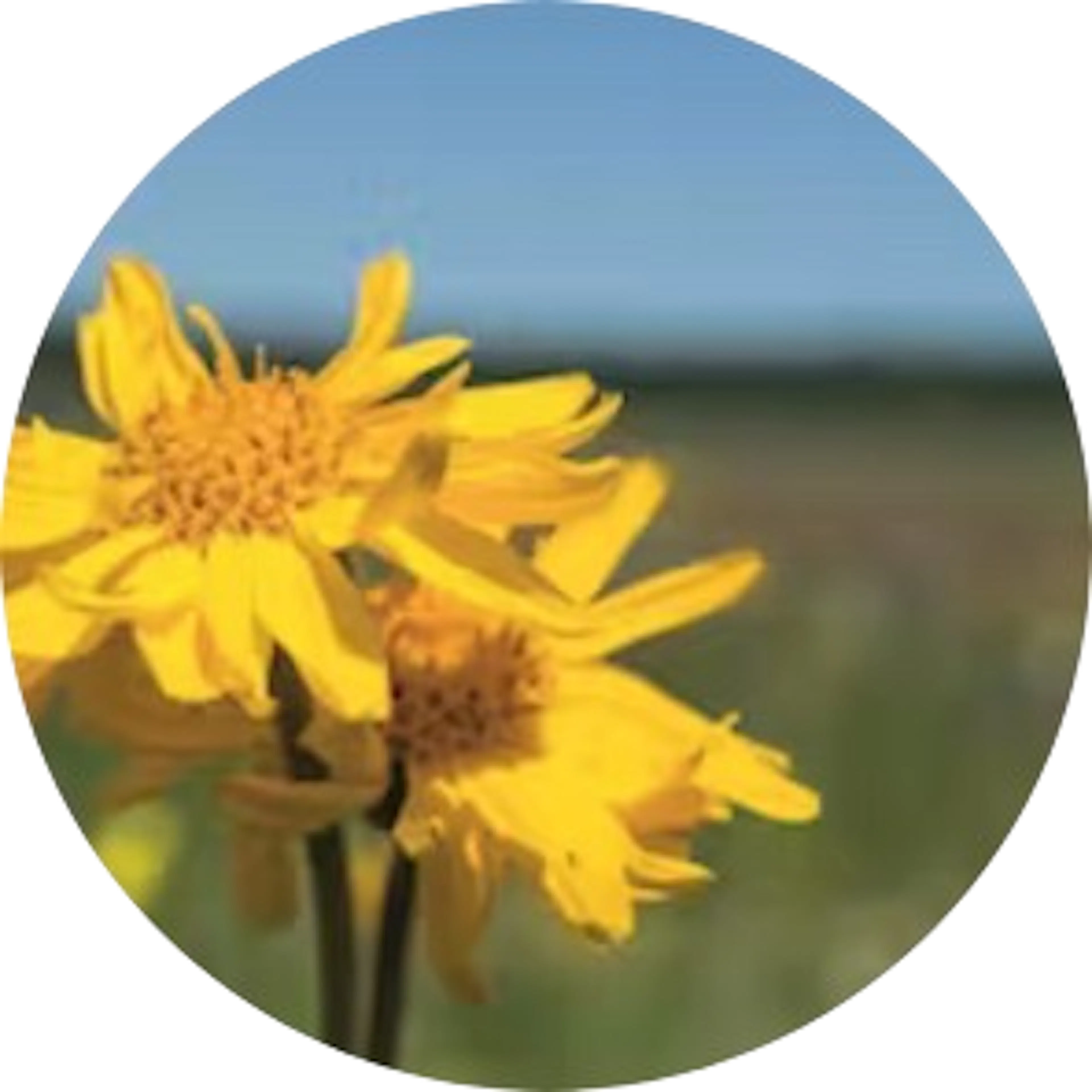 Arnica