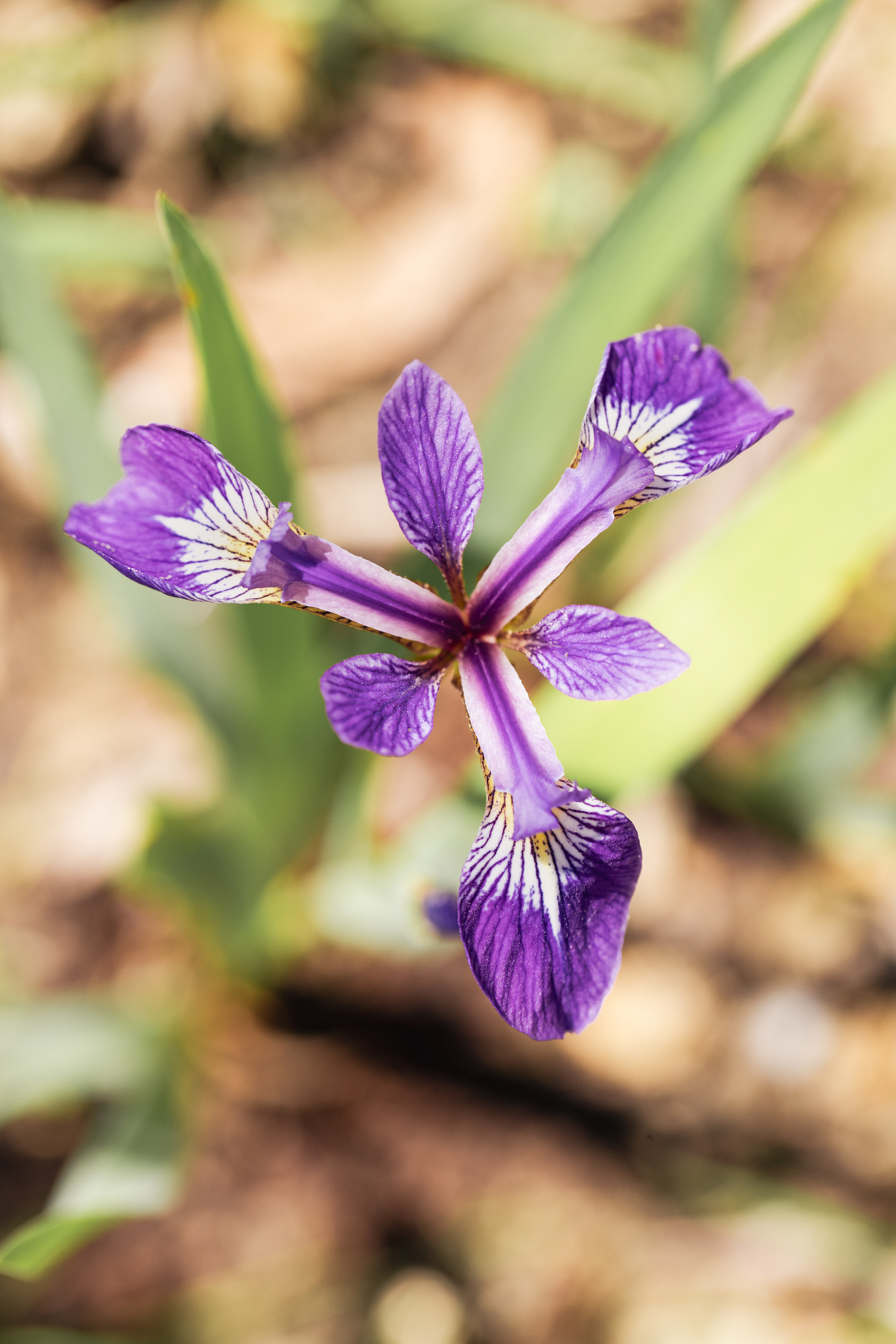 Iris veriscolor système immunitaire