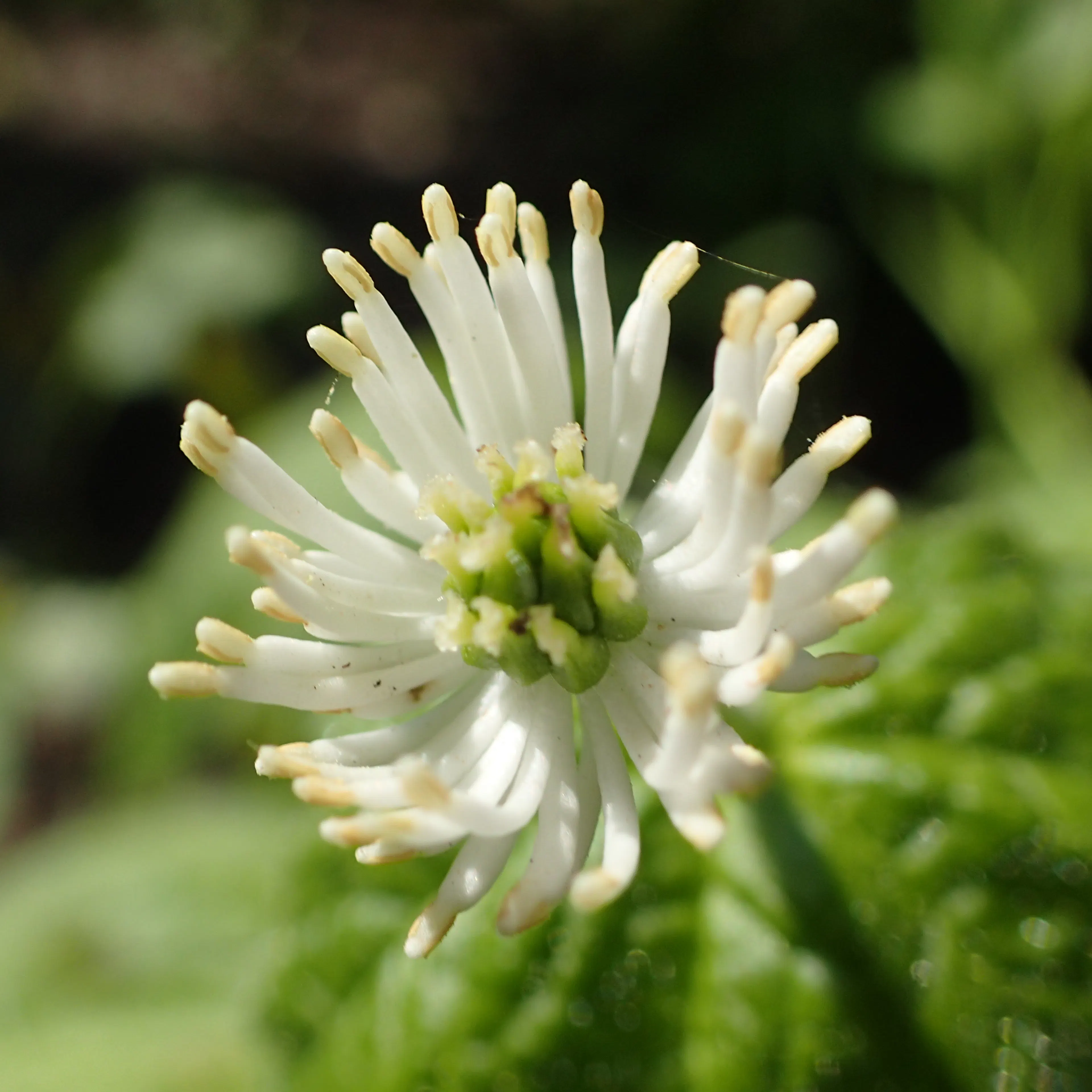 fleur hydraste du canada Boiron