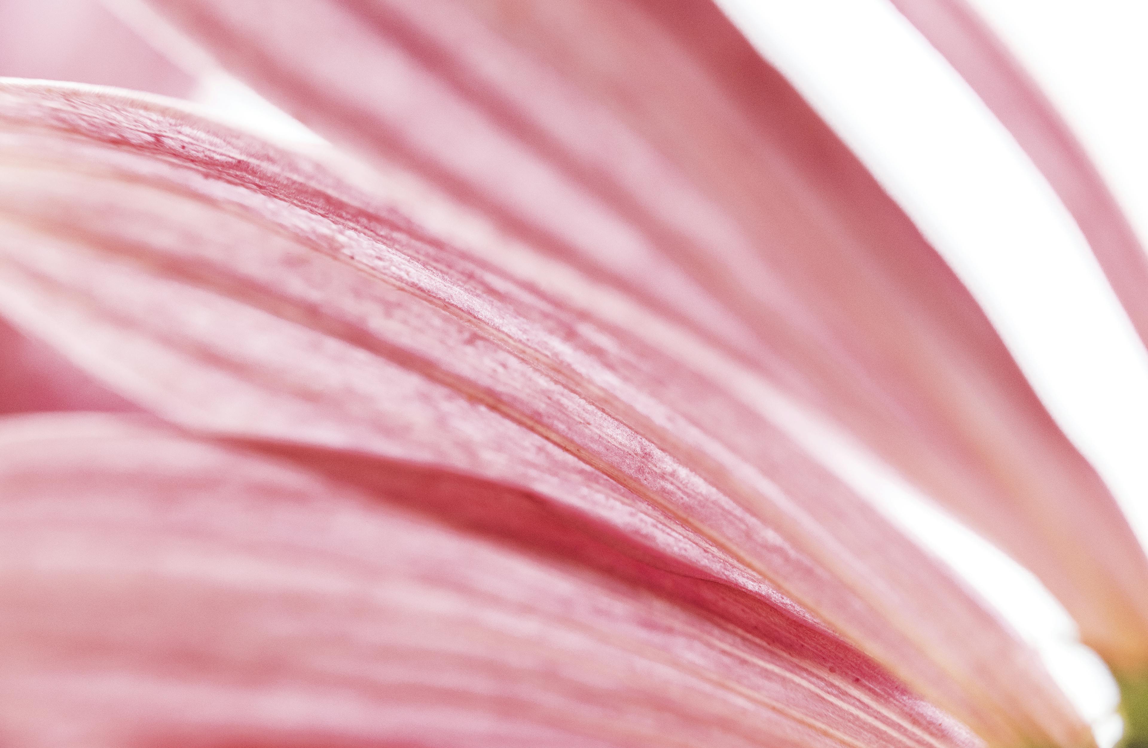 Echinacea Homeopatia