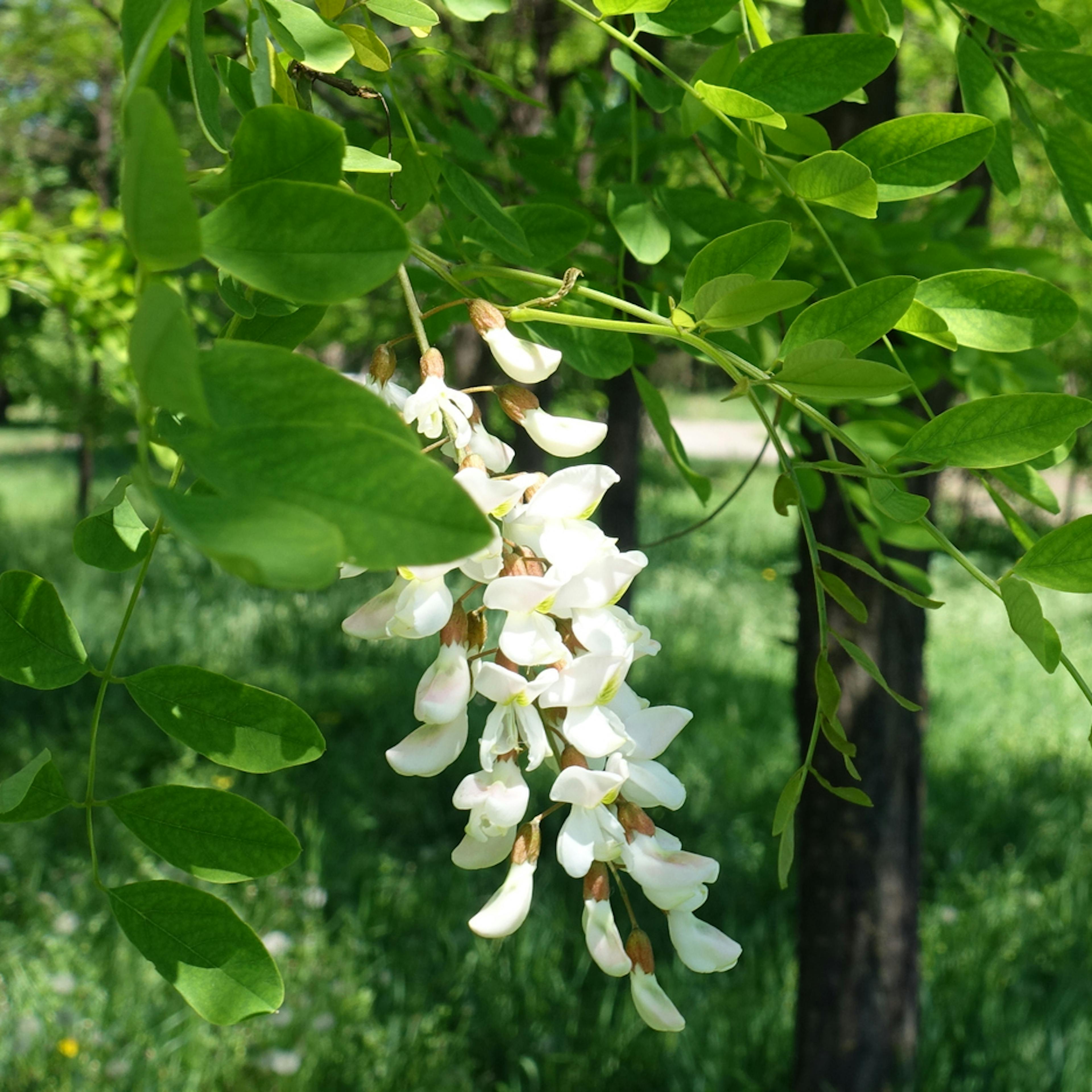 robinier acacia 