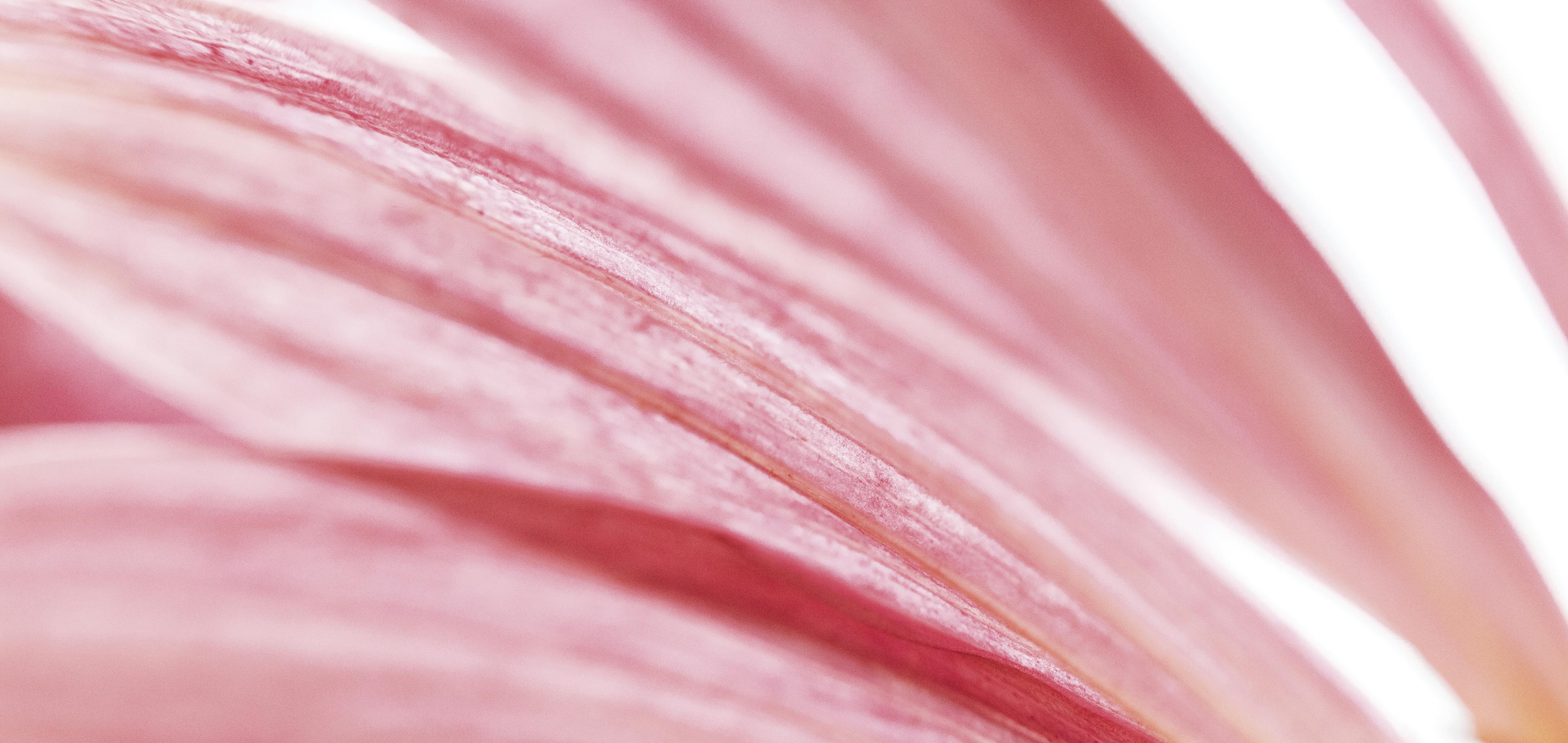 Echinacea angustifolia petali