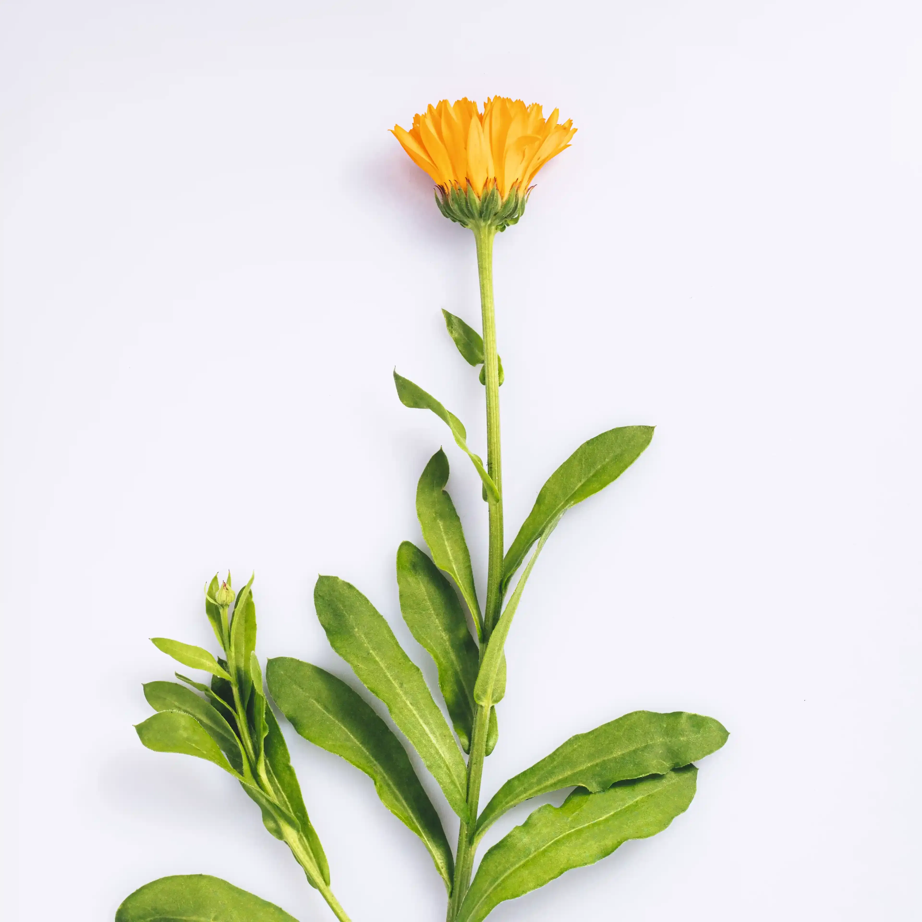 Fleur Calendula cultivée en respectant l'environnement