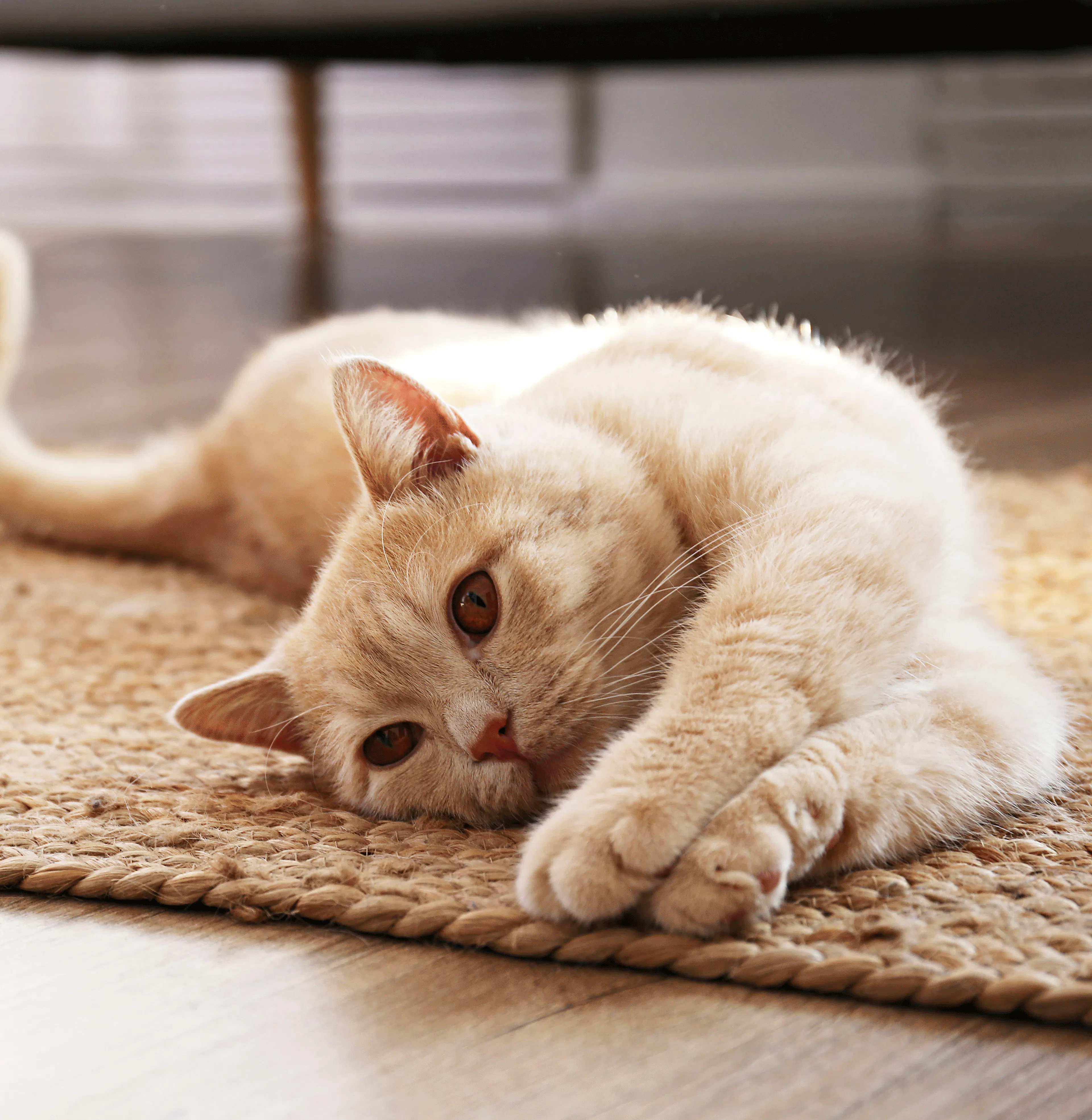 épilepsie chats homéopathie