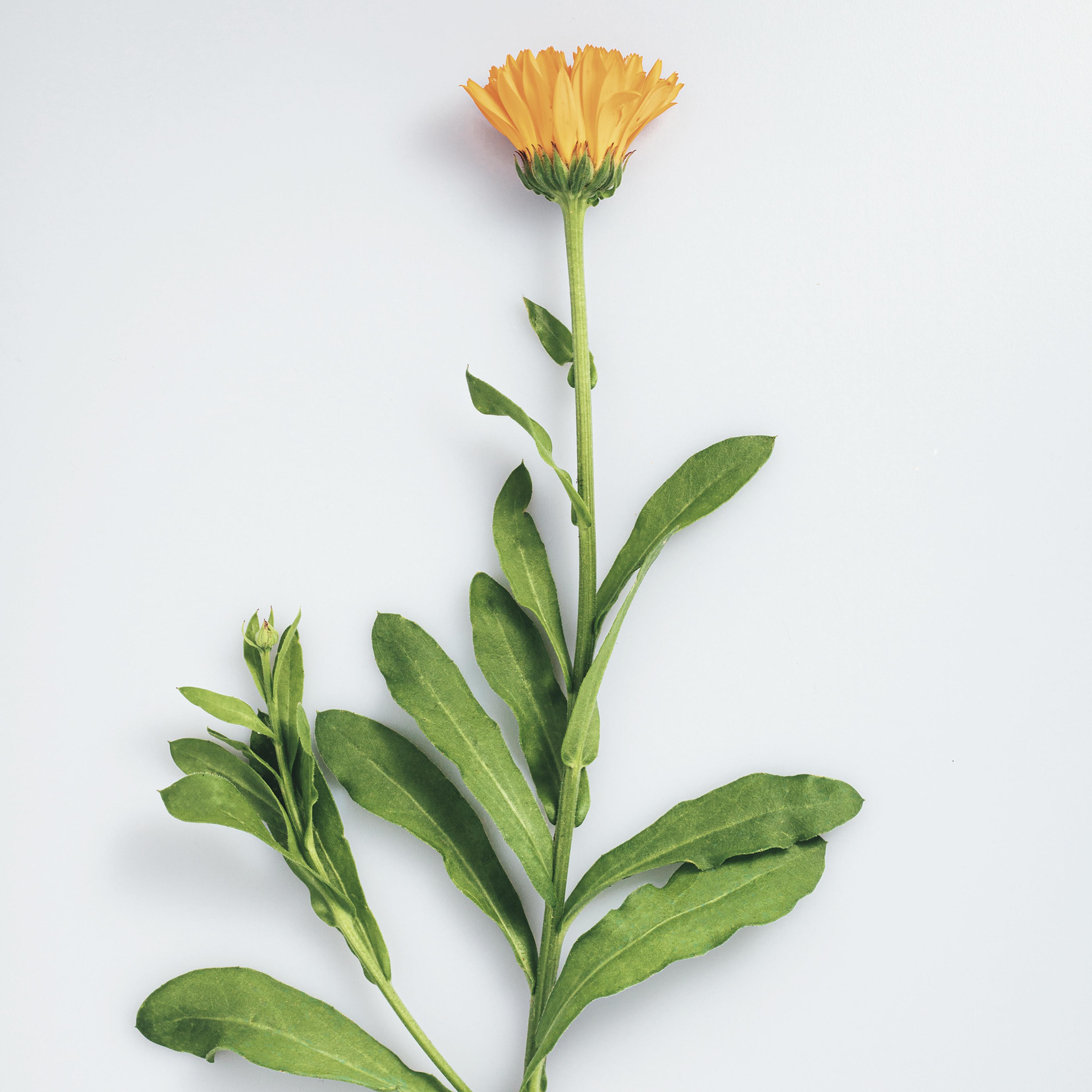 calendula fiore stelo