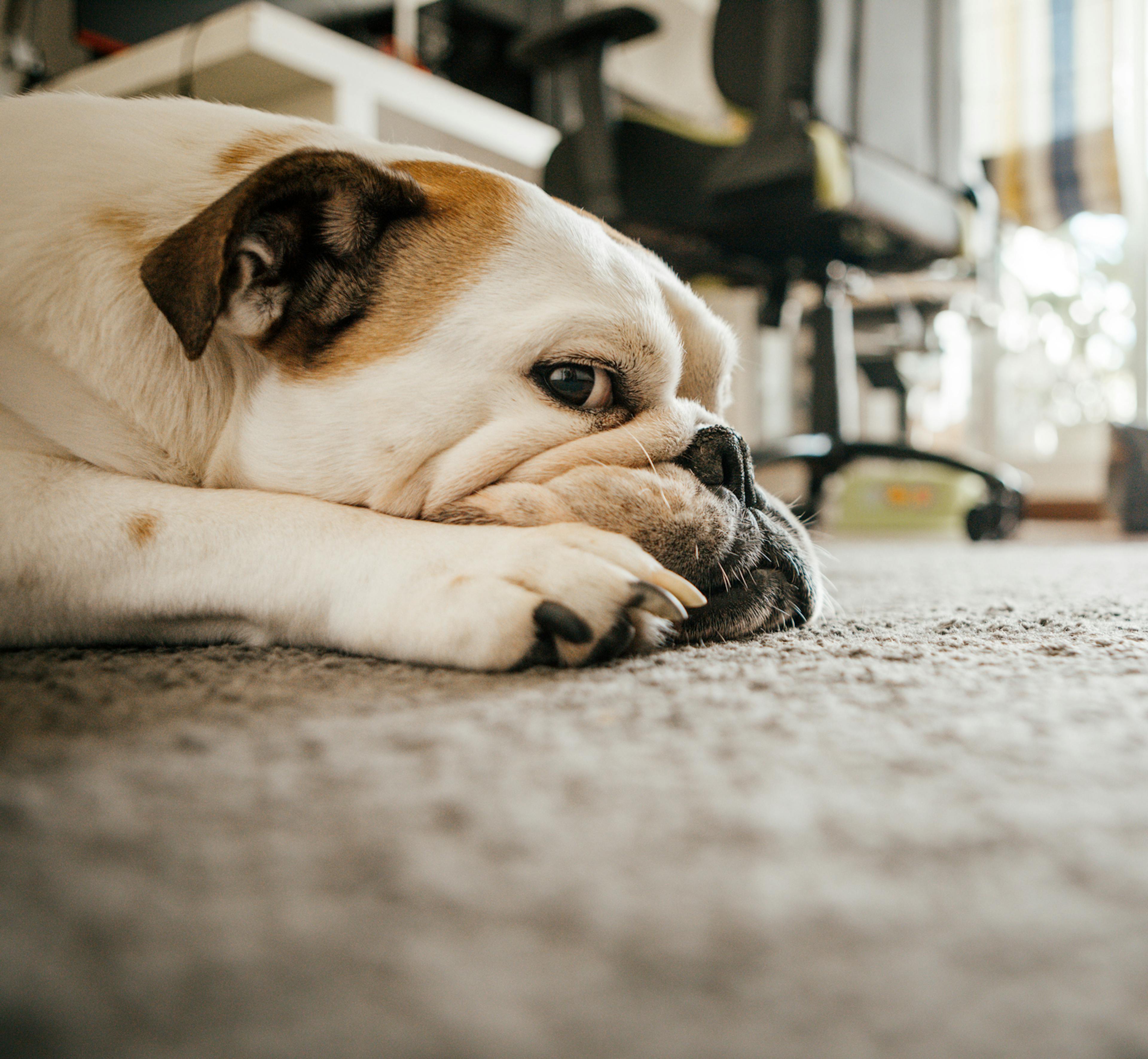 Soulager l'arthrose chez le chien - SPA de Lyon et du Sud-Est