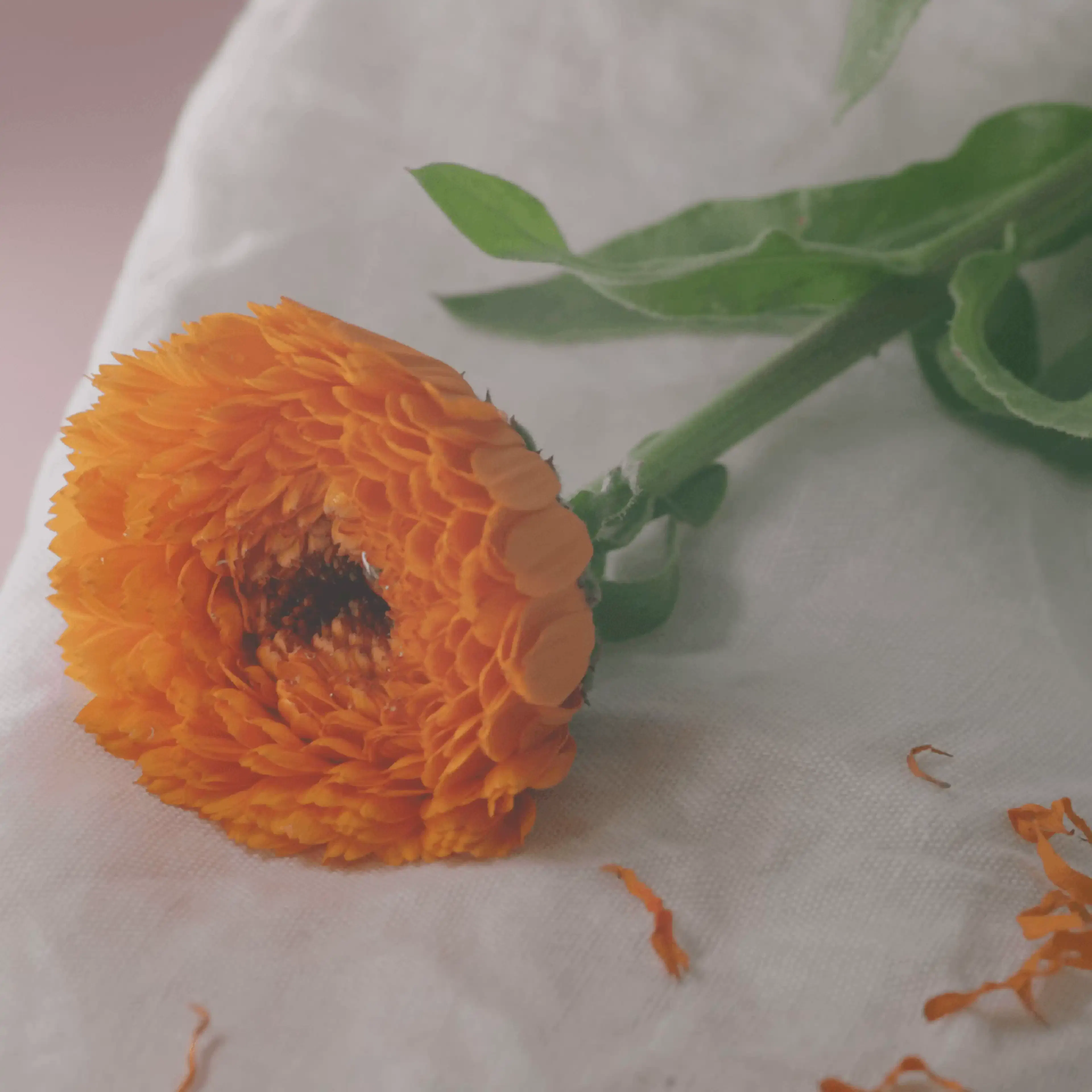 Fleur Calendula et ses bienfaits sur la peau