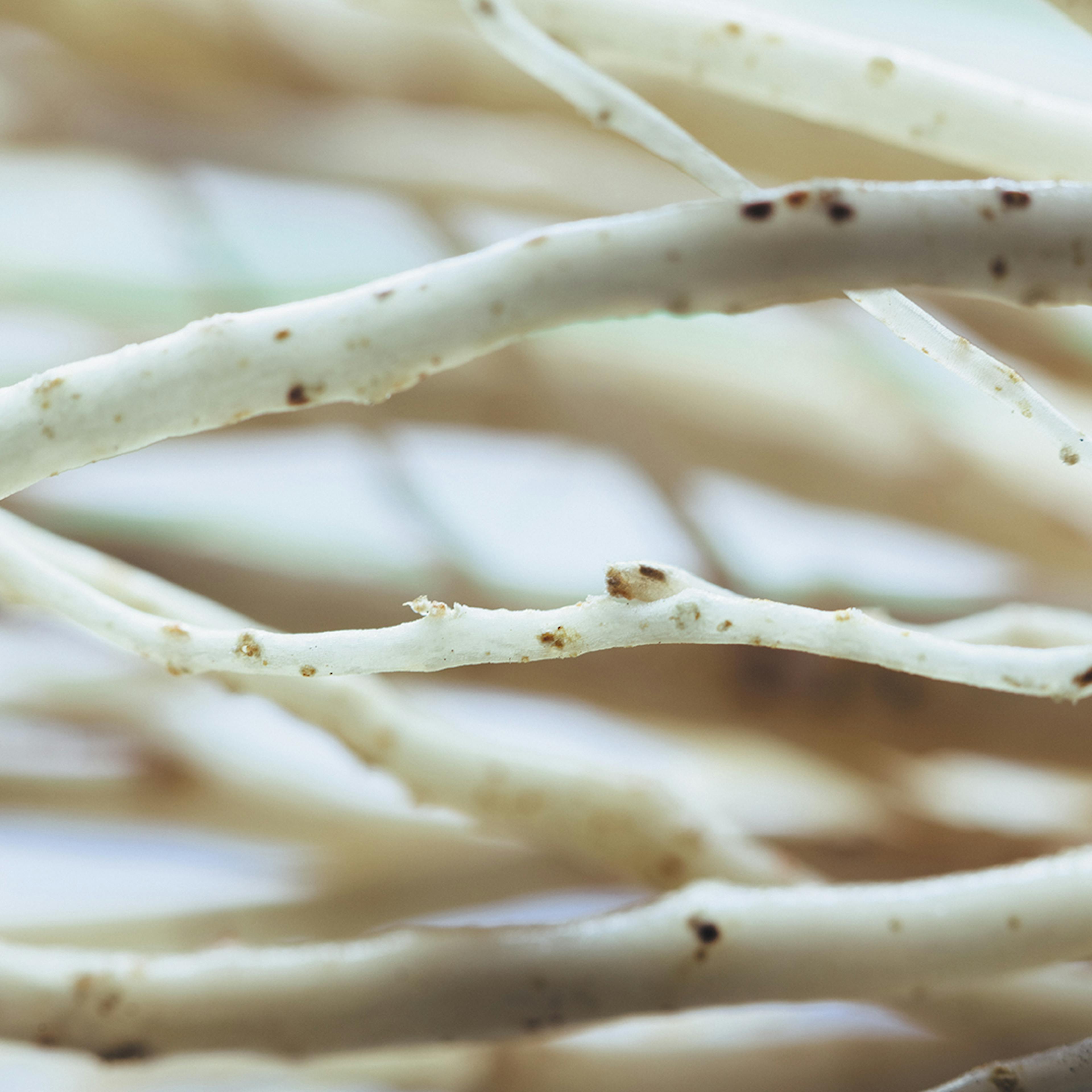 Maquette le ginseng 