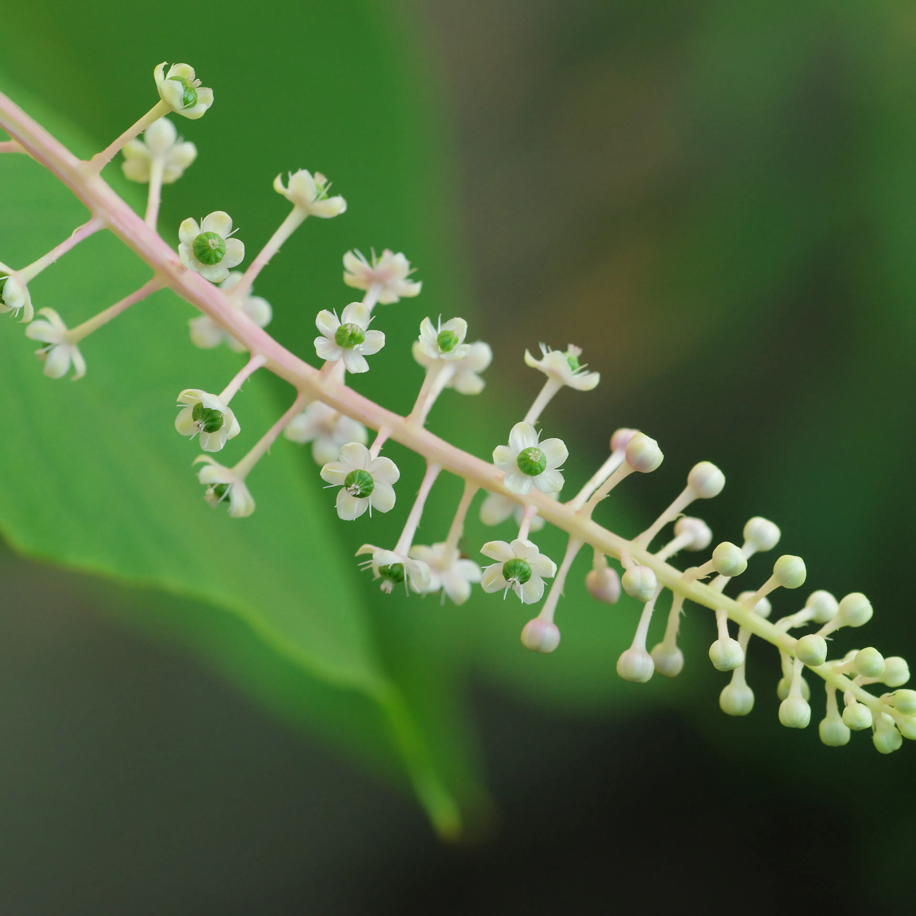 Phytolaque vomitif