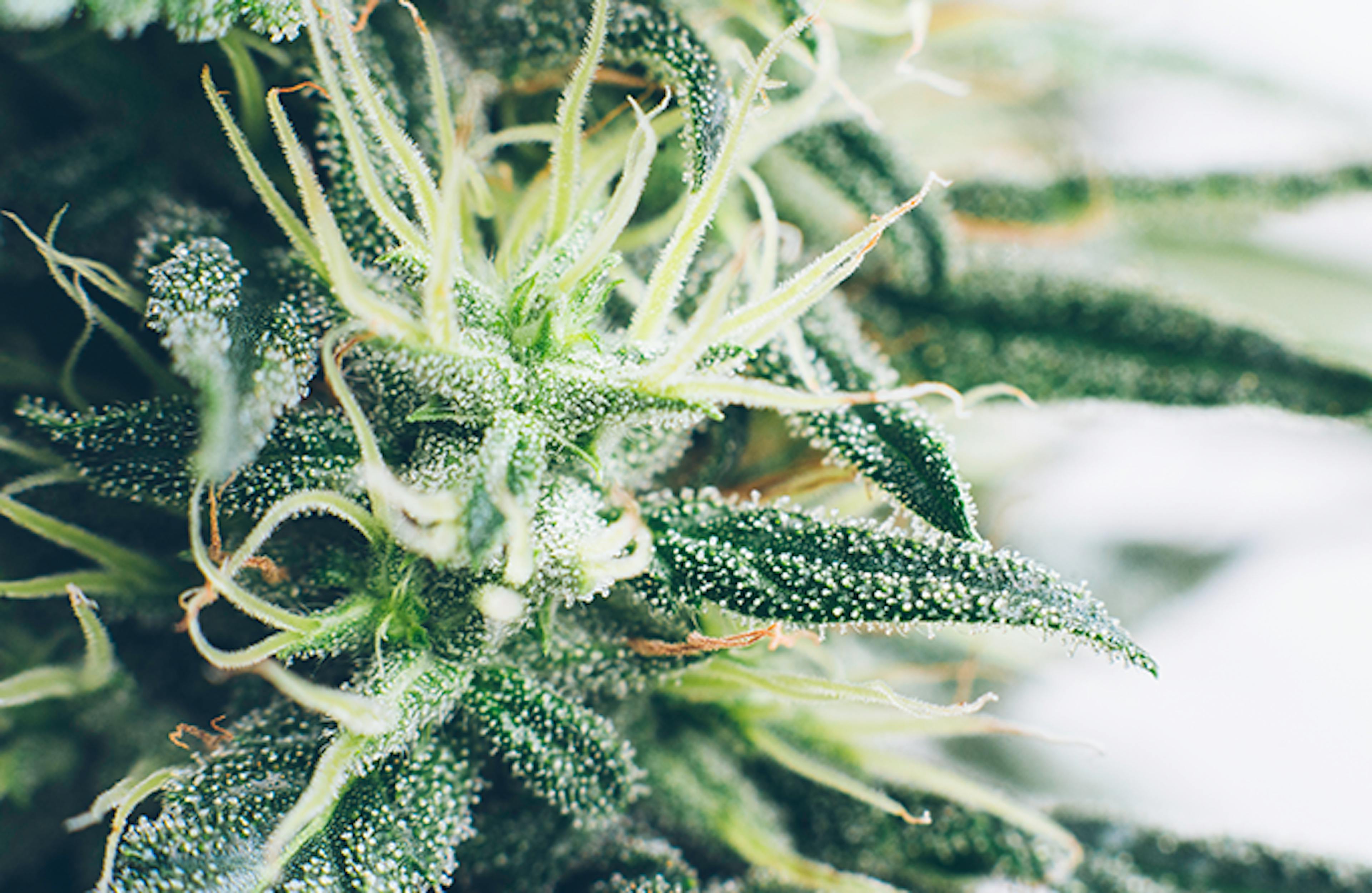 lancement cbd chanvre boiron