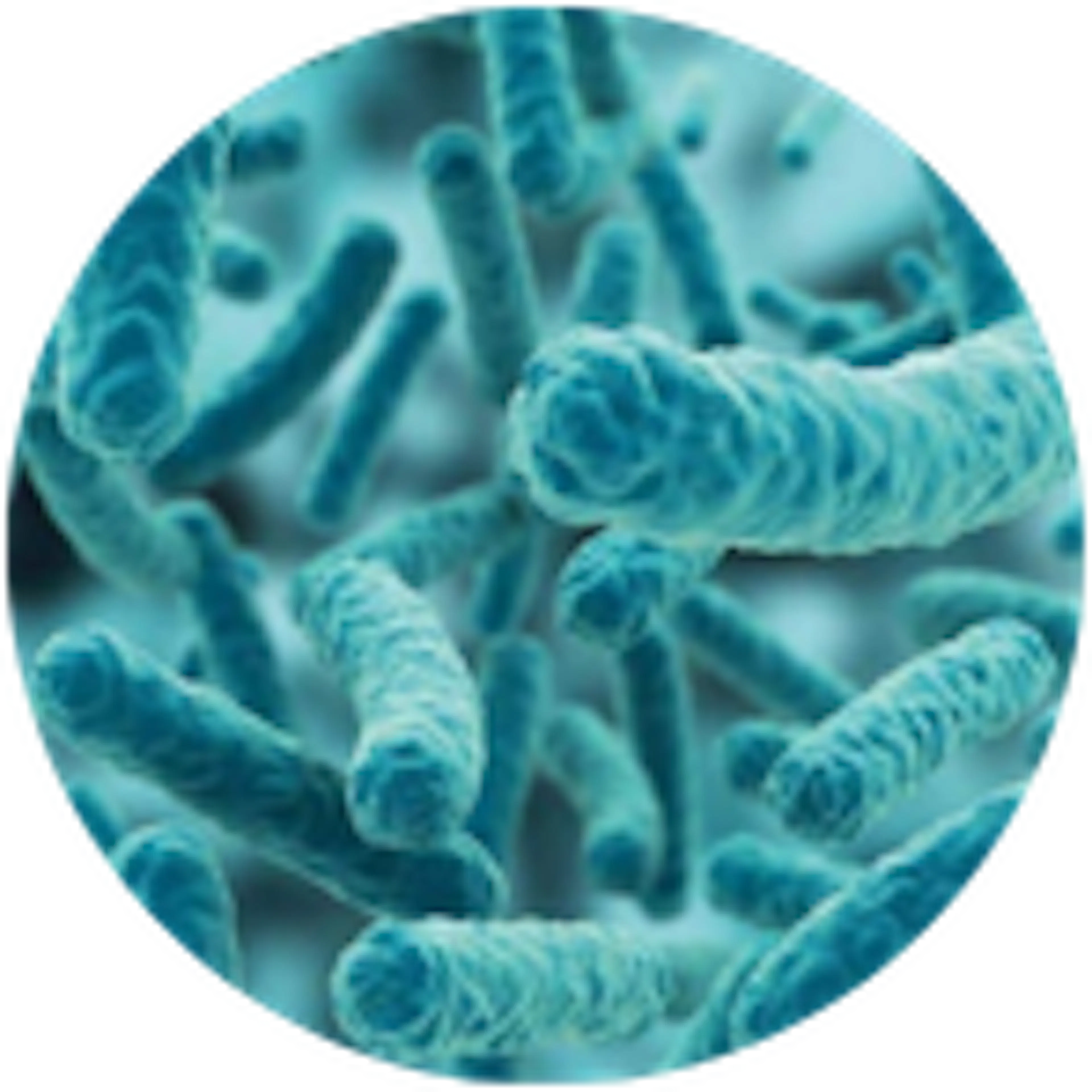 lactobacillus ferment