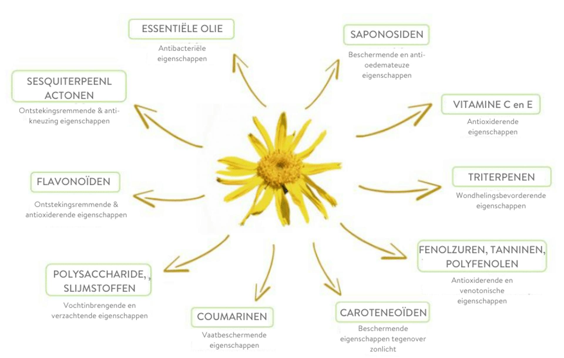 Arnica NL