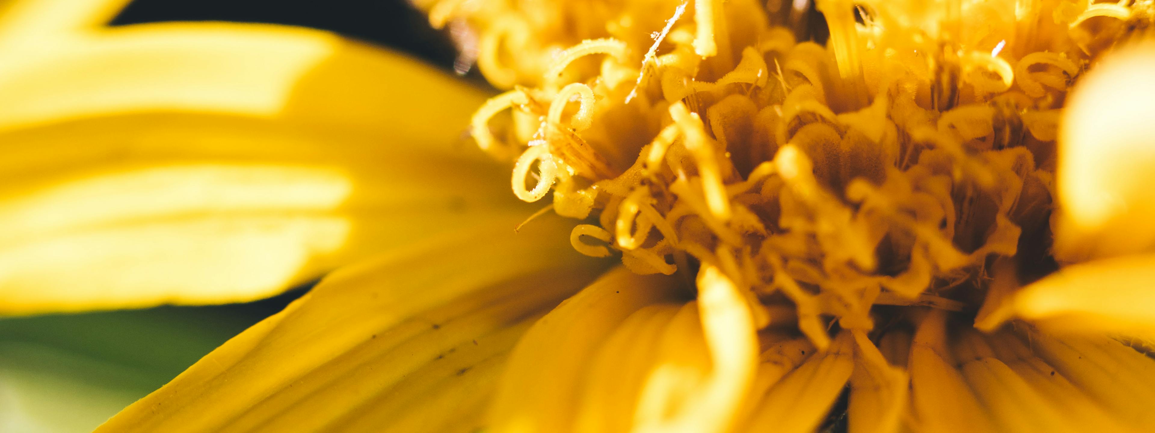 arnica montana