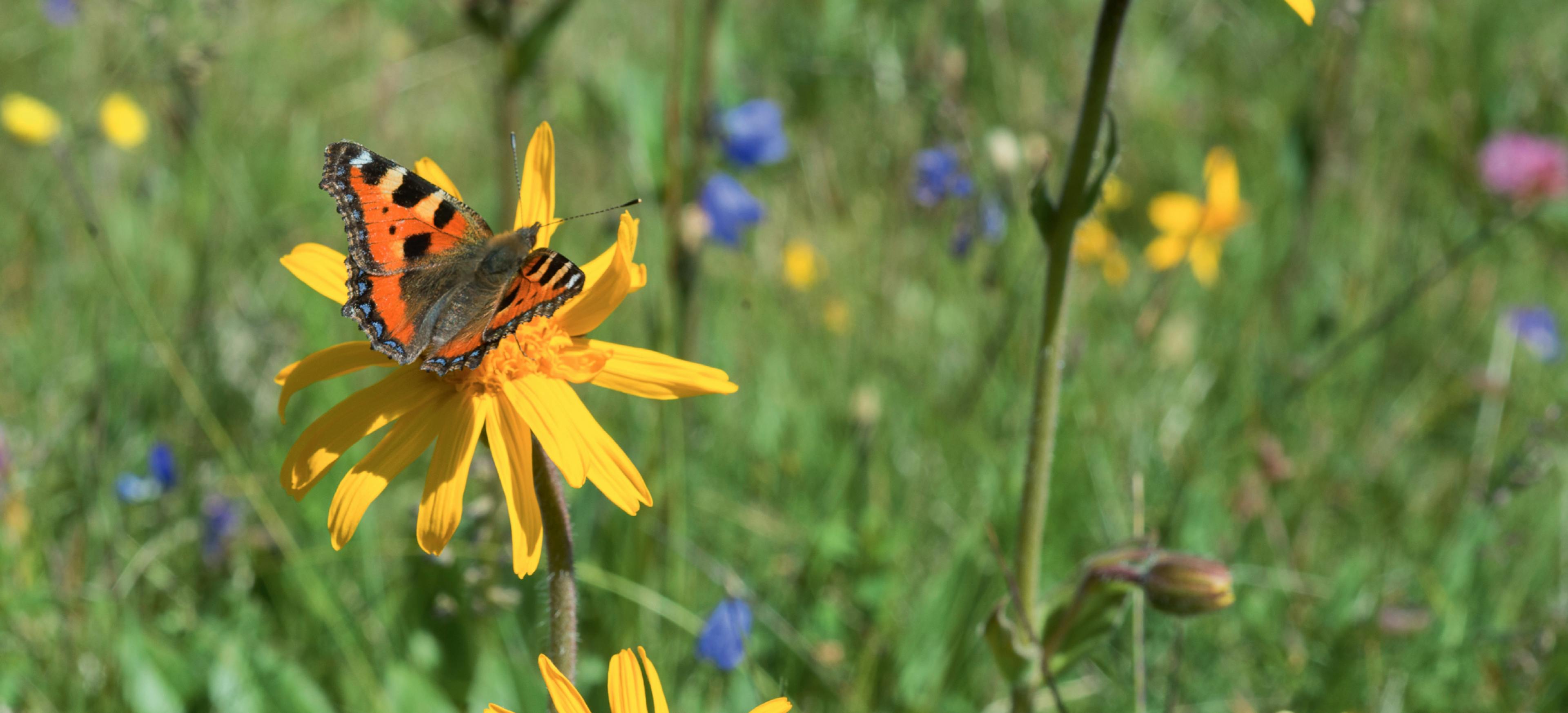 Arnica Boiron