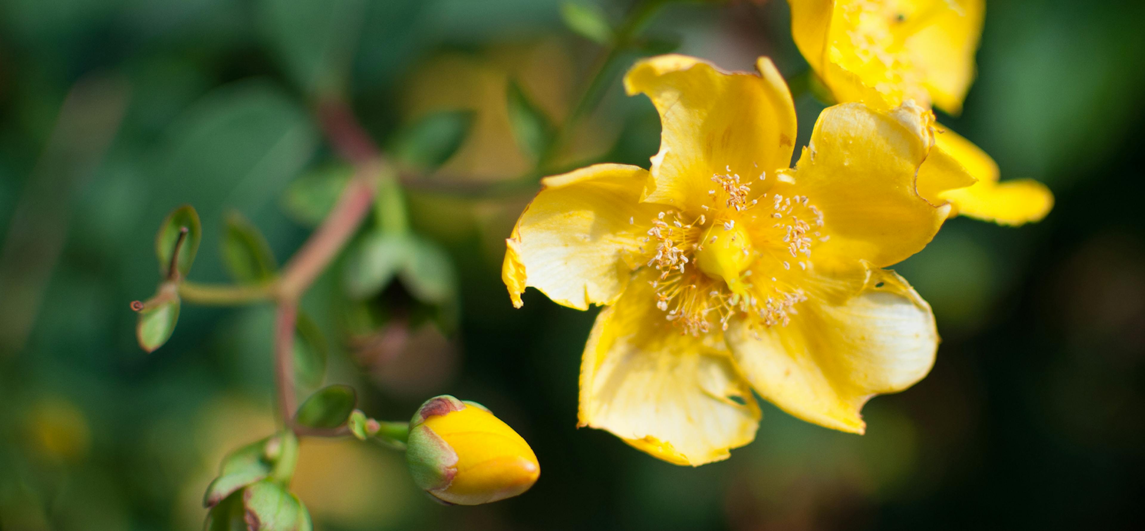 Gelsemium sempervirens