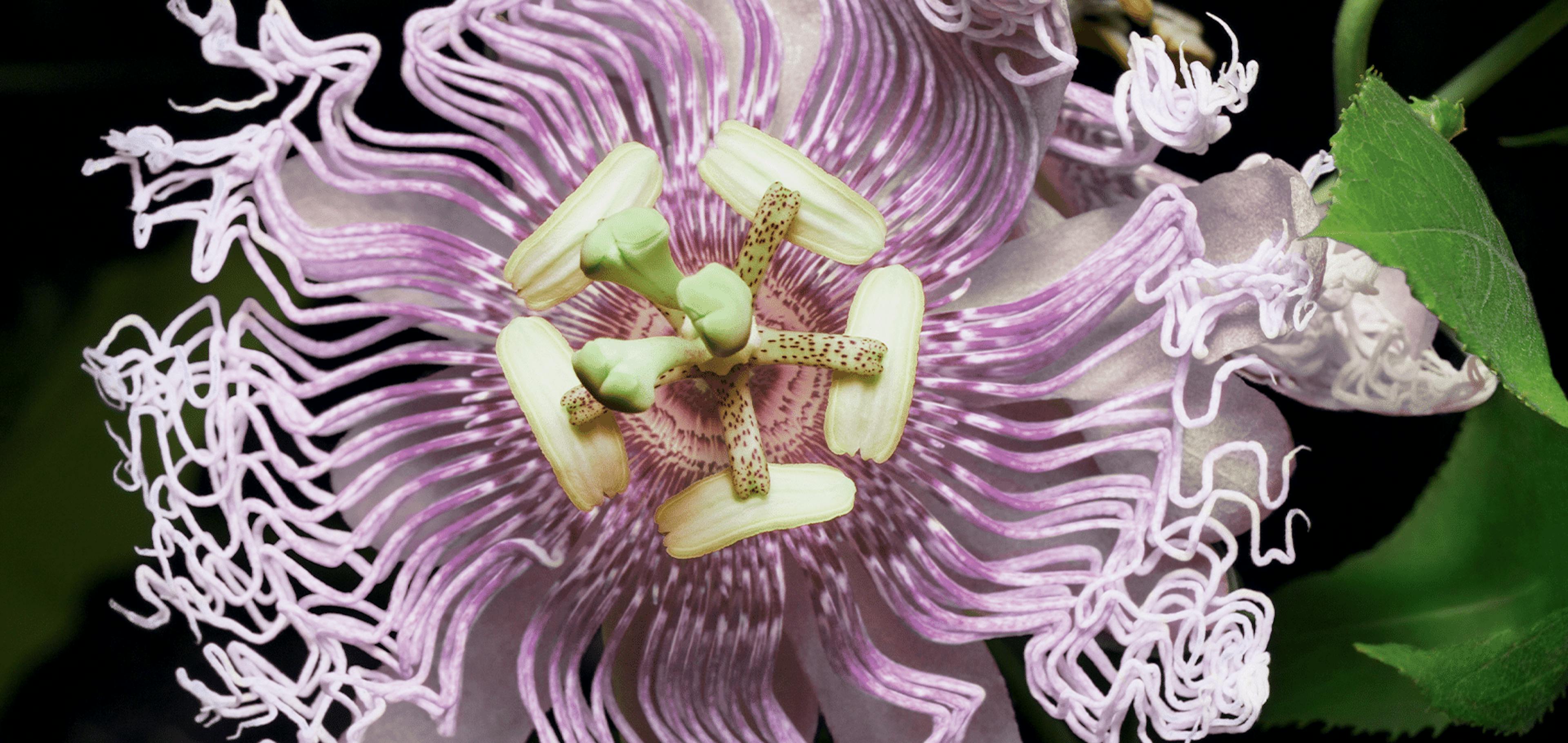passiflora incarnata fiore