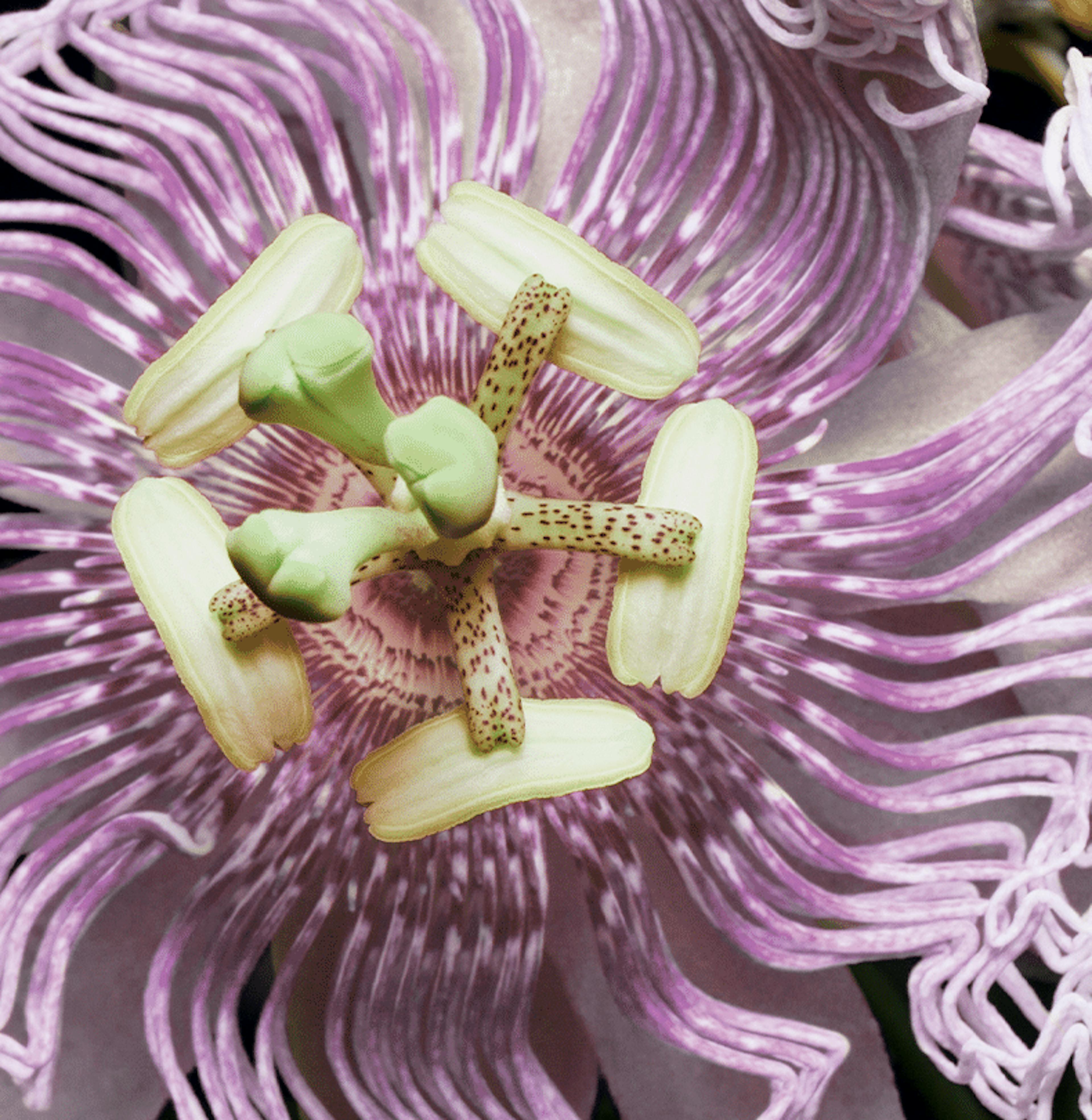 passiebloem