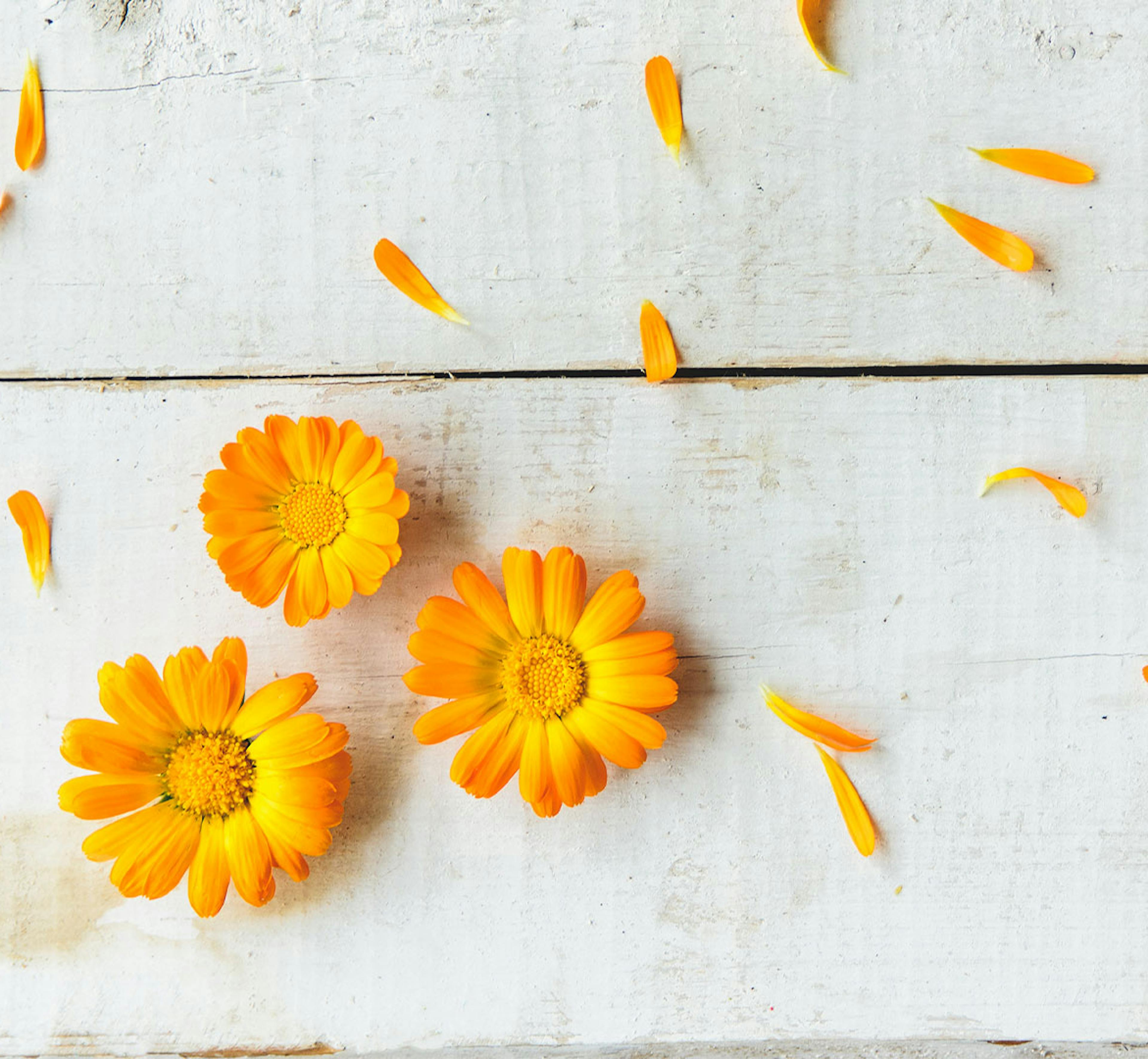 calendula