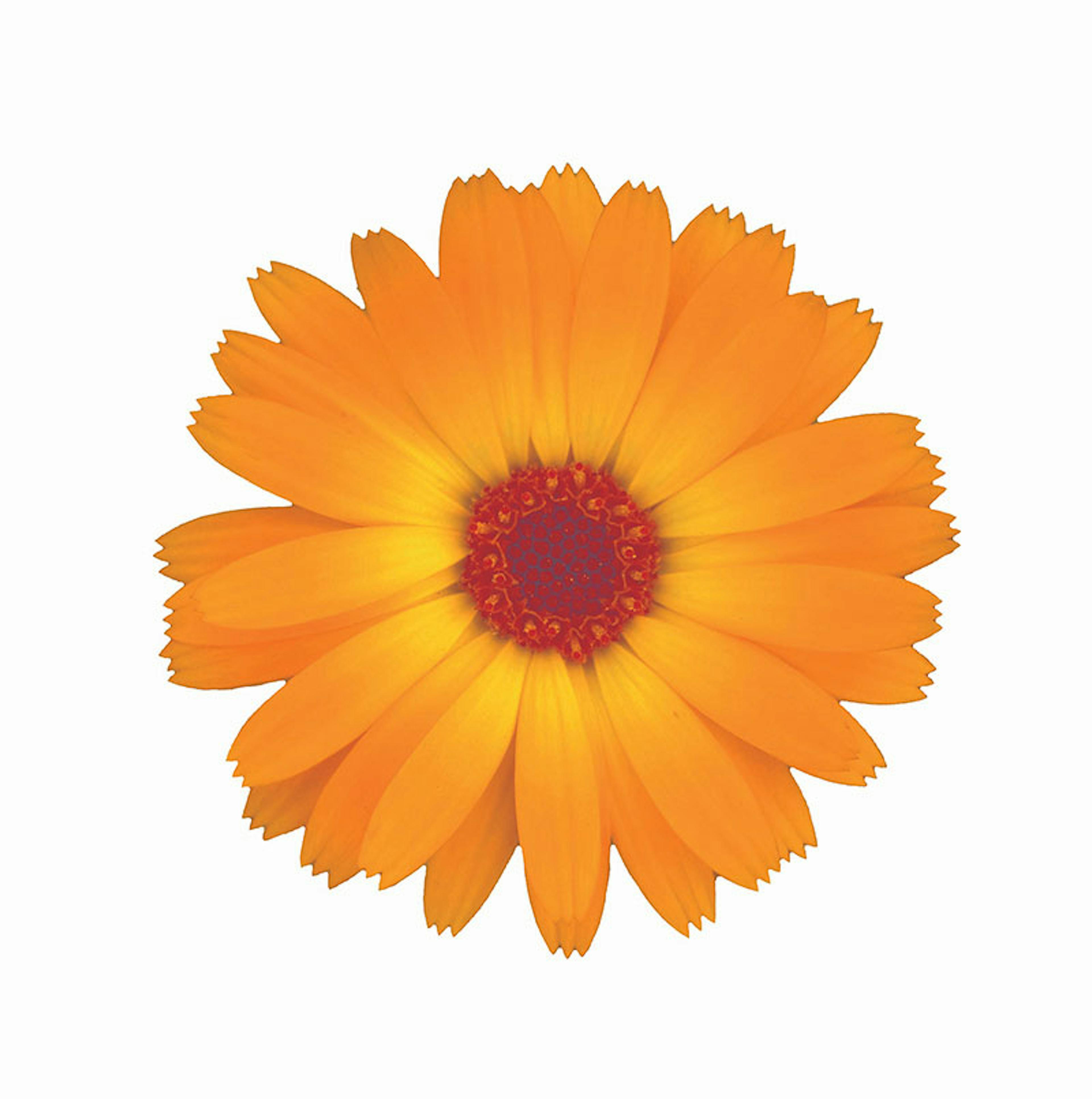 calendula