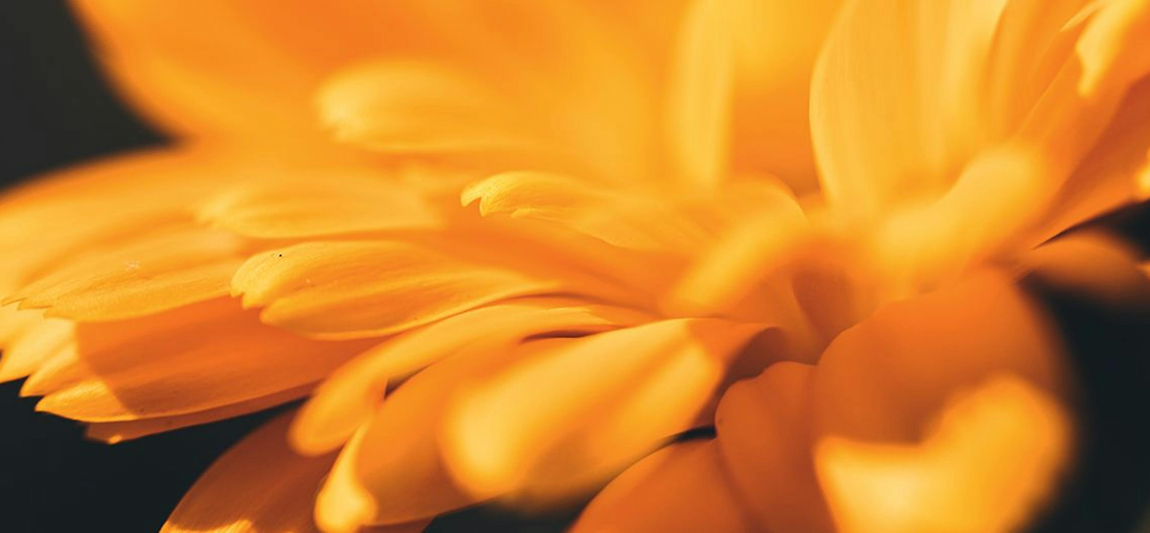 Calendula