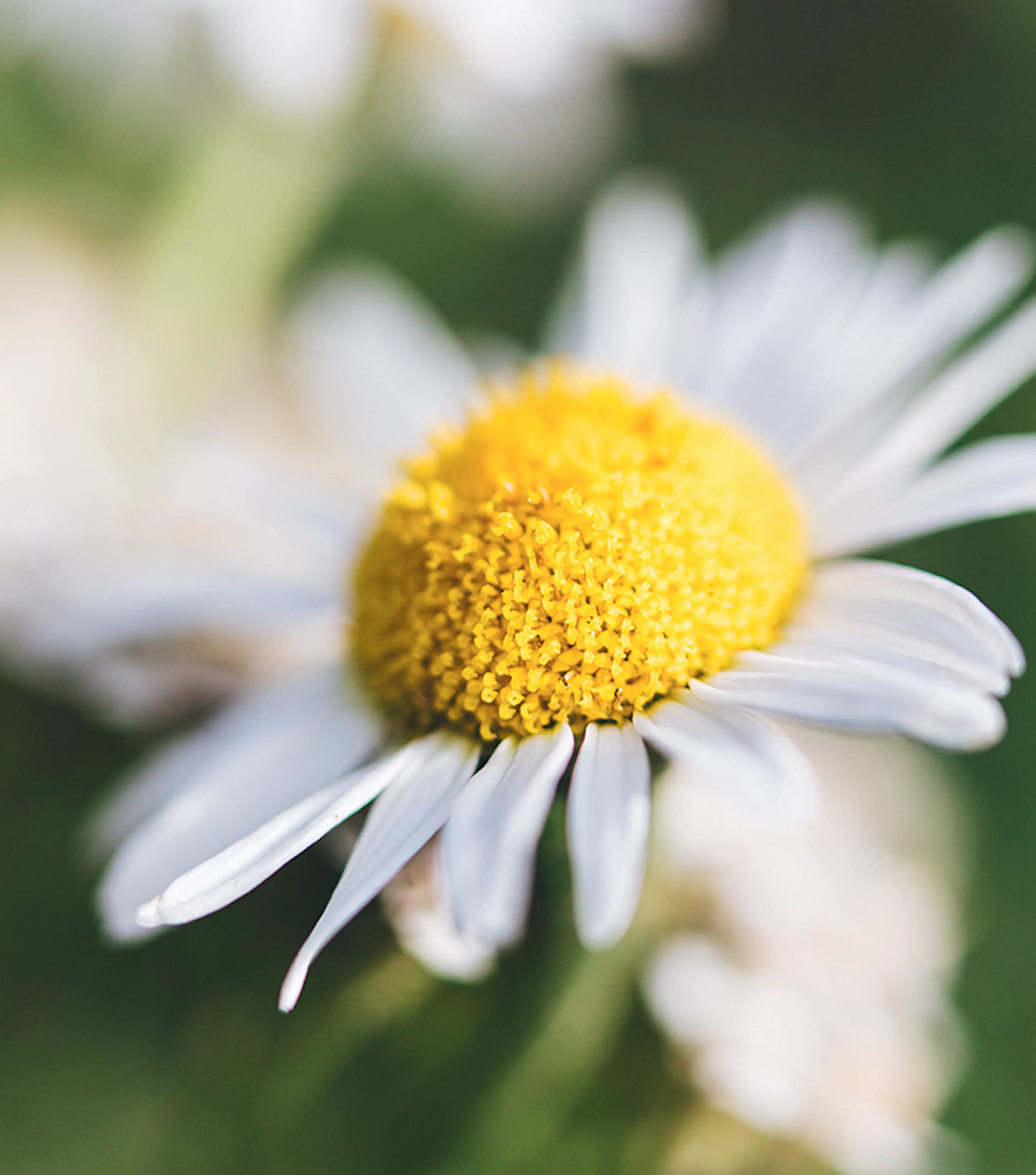 camomille