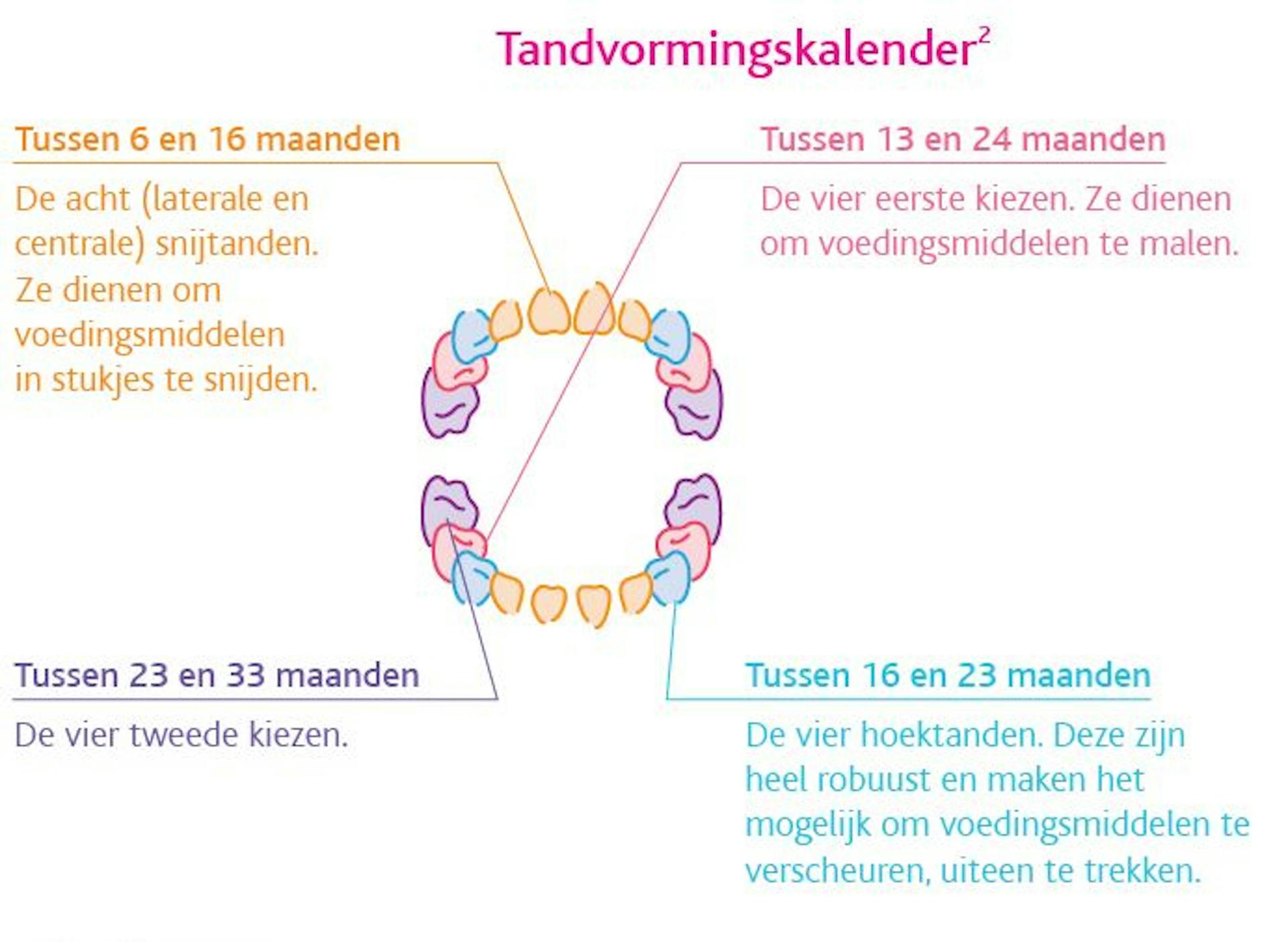 camilia - onze homeopathische geneesmiddelen specialiteiten - tanddoorbraak