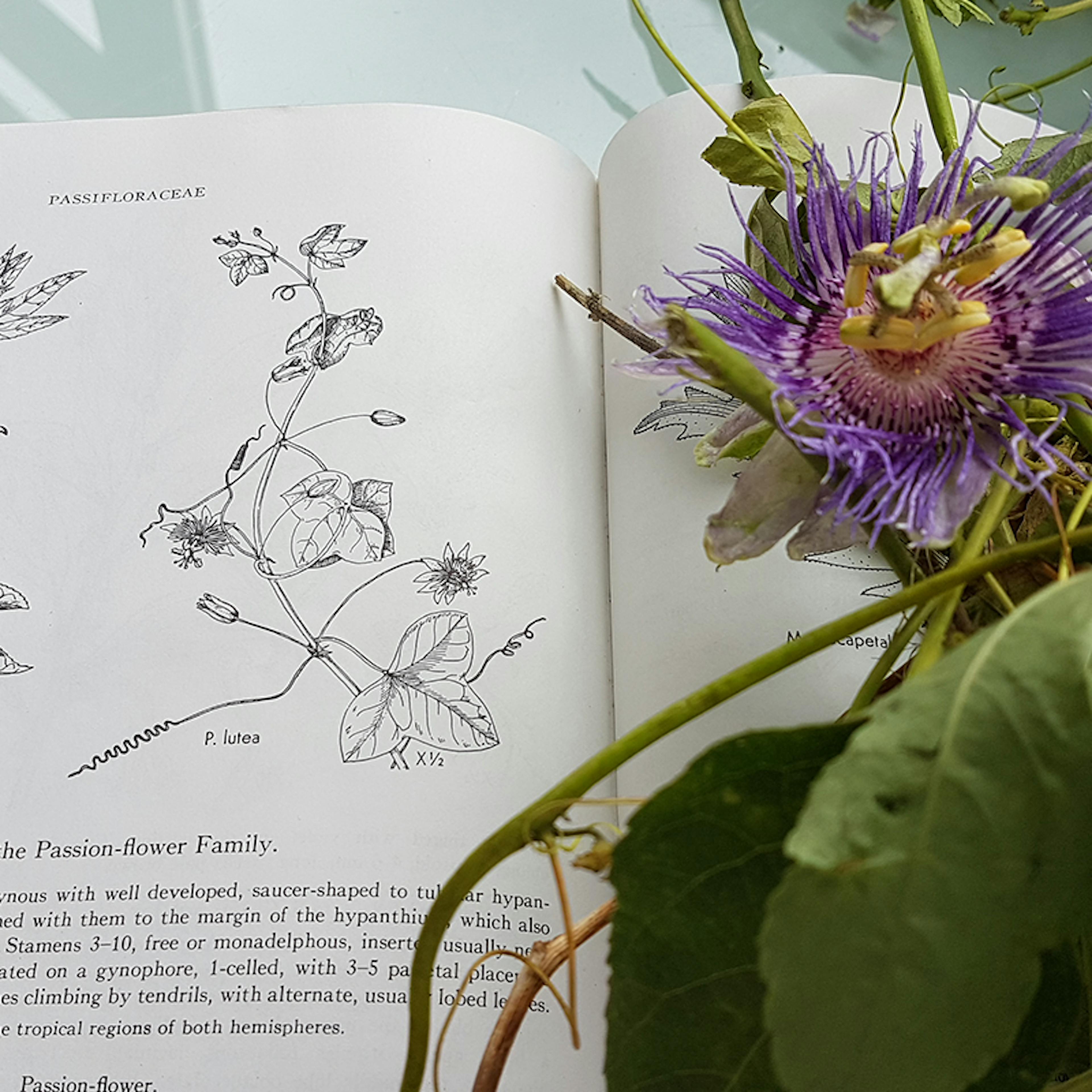 passiflora incarnata fiore e foglie