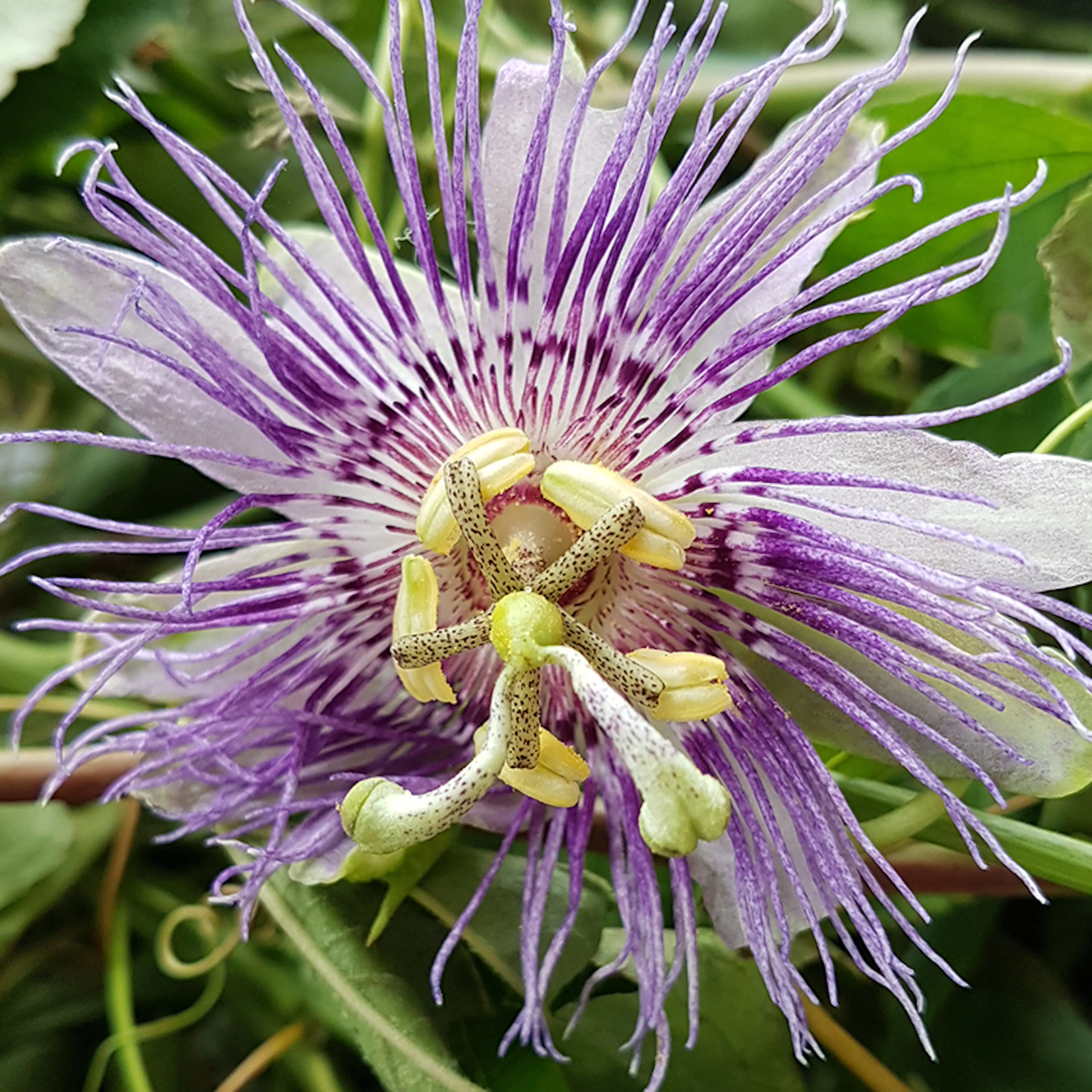 Selectie van rustgevende planten en natuurlijke supplementen